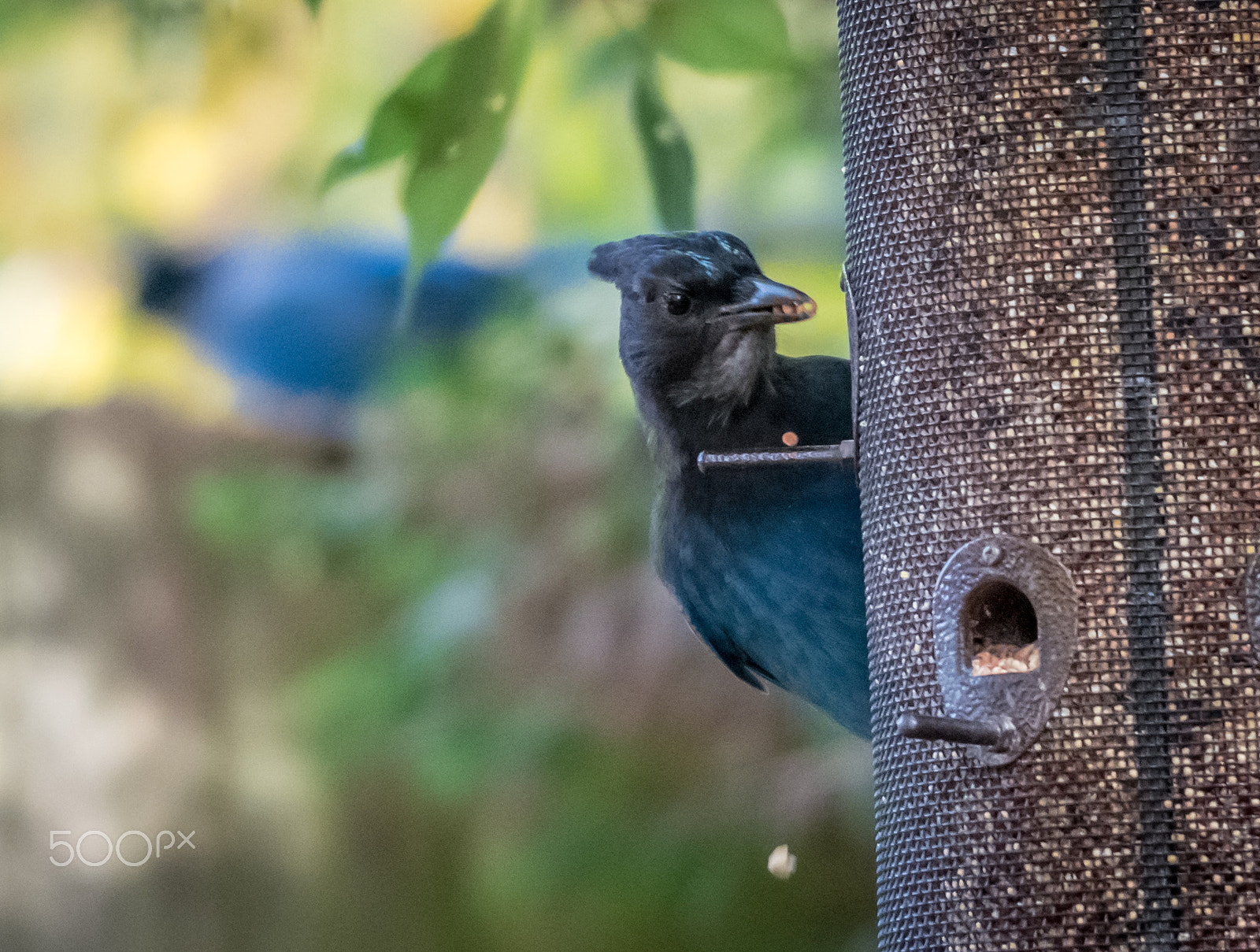 Sigma 120-400mm F4.5-5.6 DG OS HSM sample photo. Stellers jay photography