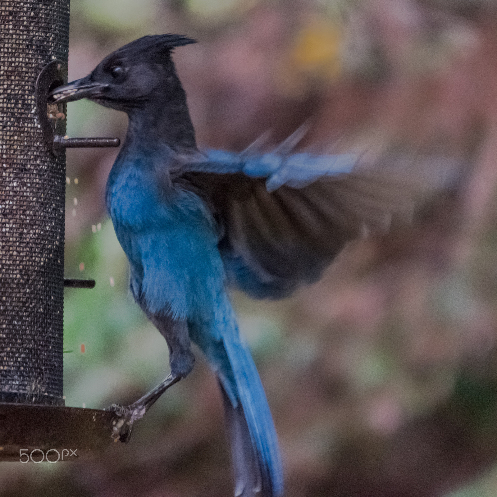 Sigma 120-400mm F4.5-5.6 DG OS HSM sample photo. Stellers jay photography