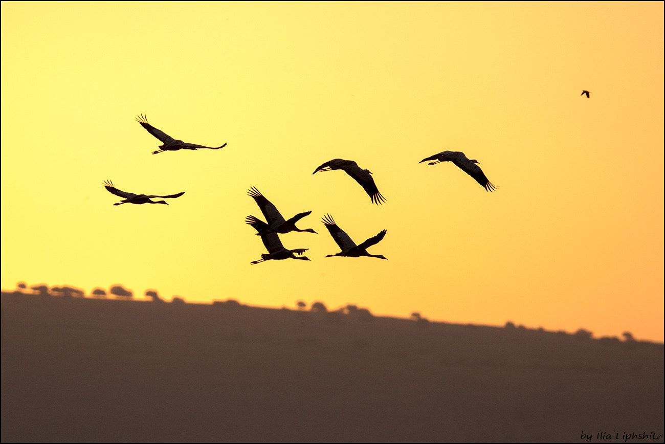 Canon EOS-1D Mark III + Canon EF 300mm F2.8L IS USM sample photo. Morning cranes №13 photography