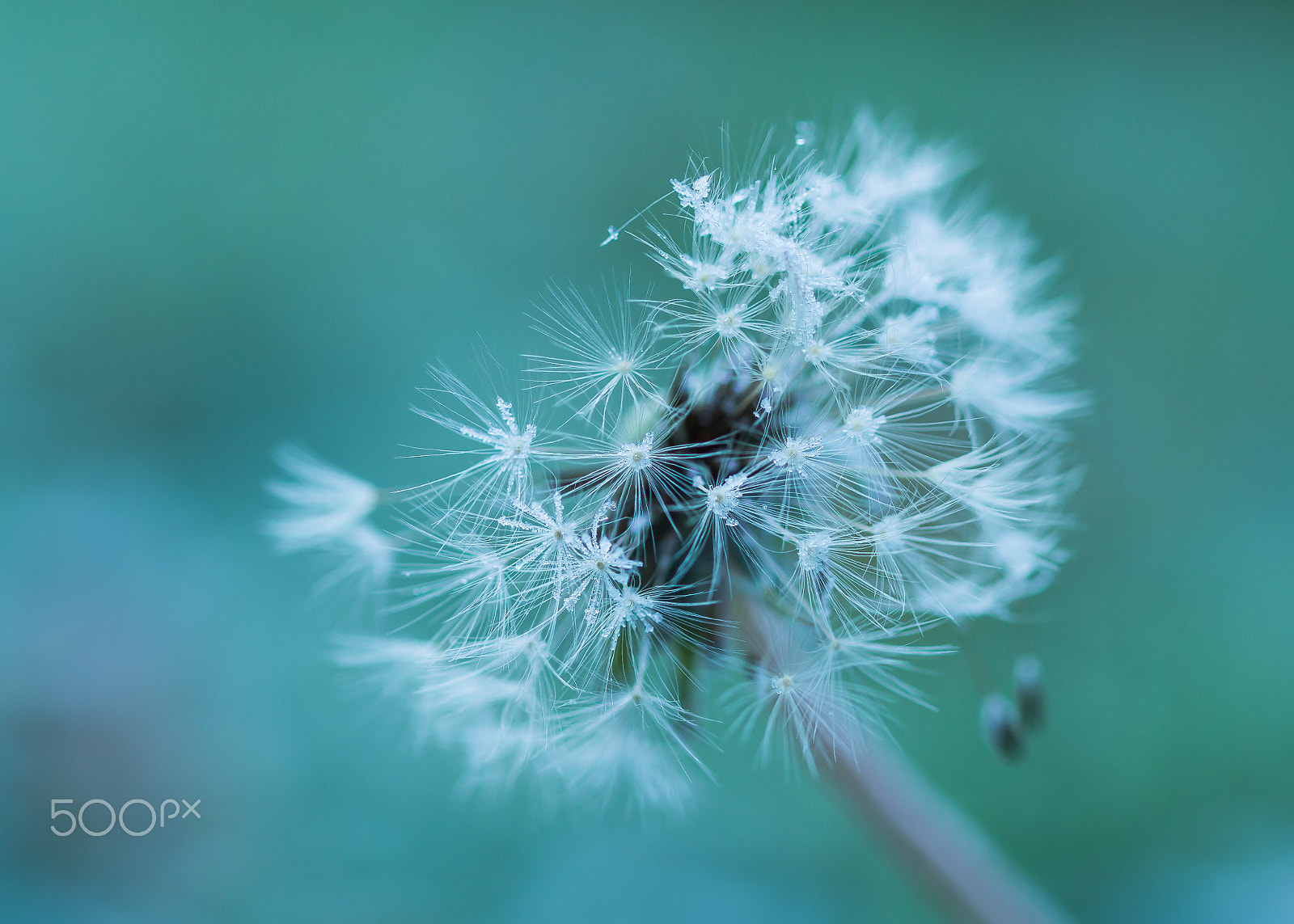 Olympus OM-D E-M5 + OLYMPUS 50mm Lens sample photo. Frosen photography