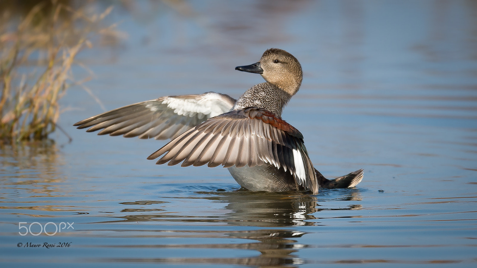Nikon AF-S Nikkor 500mm F4E FL ED VR sample photo. "i like to stretch early in the morning" anas stre photography
