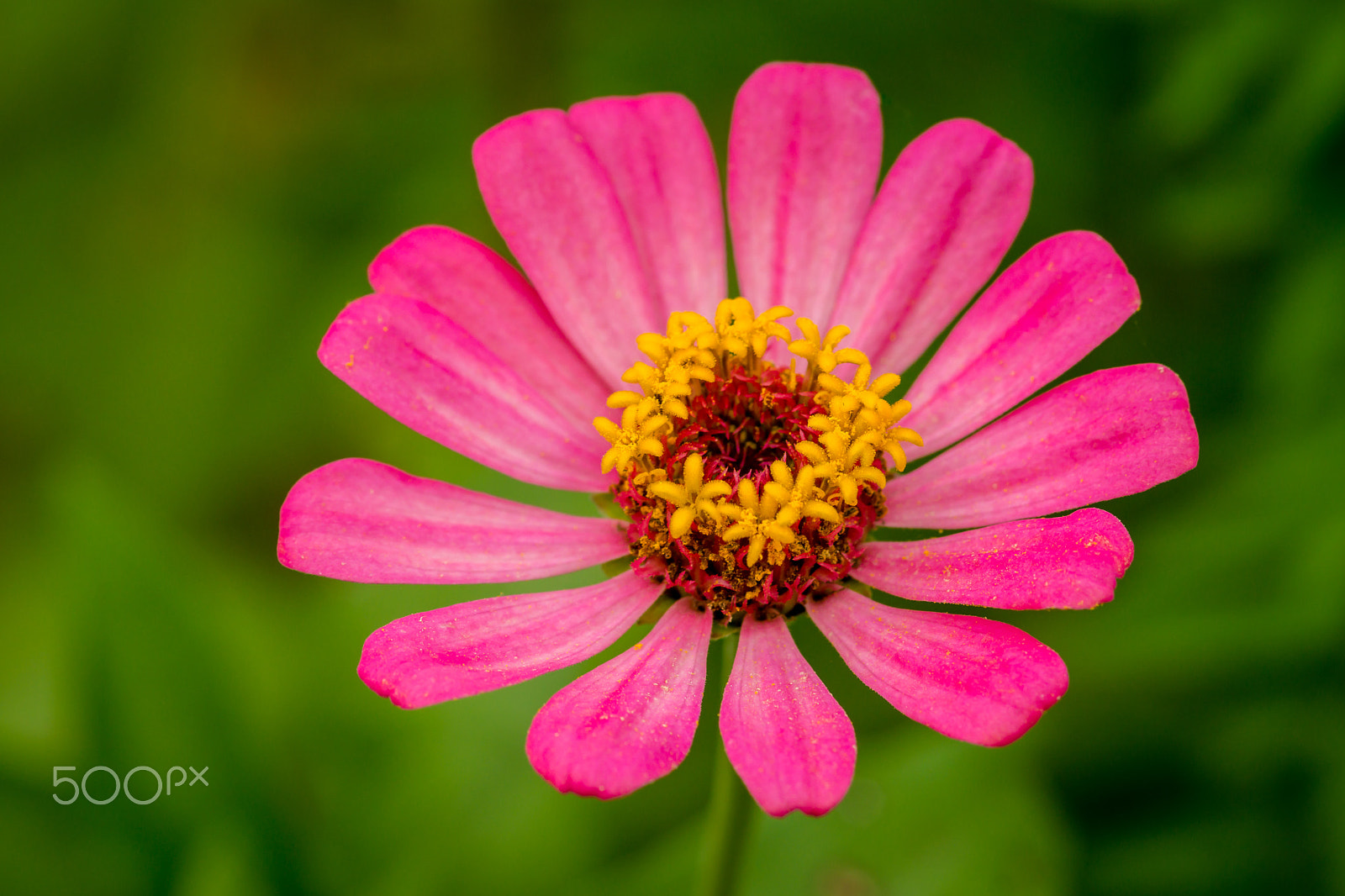 Sony SLT-A65 (SLT-A65V) + Sigma 30mm F1.4 EX DC HSM sample photo. Pink zenia photography