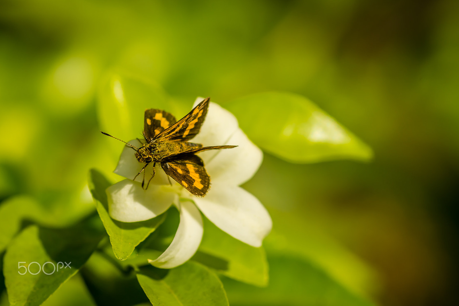 Sony SLT-A65 (SLT-A65V) + Sigma 30mm F1.4 EX DC HSM sample photo. Butterfly photography