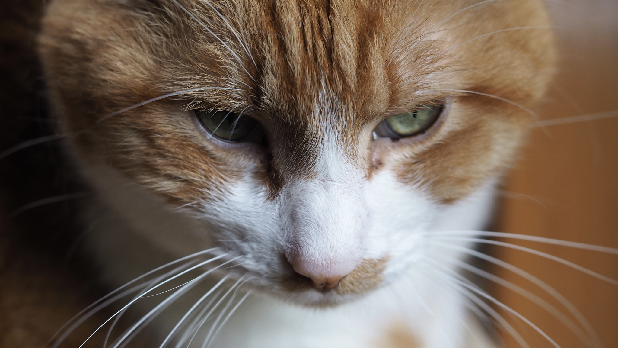 Olympus M.Zuiko Digital ED 60mm F2.8 Macro sample photo. Brooding cat photography