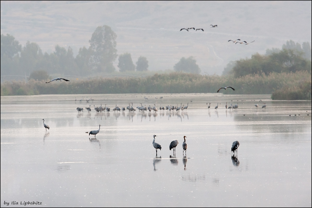 Canon EOS-1D Mark III + Canon EF 300mm F2.8L IS USM sample photo. Morning cranes №14 photography