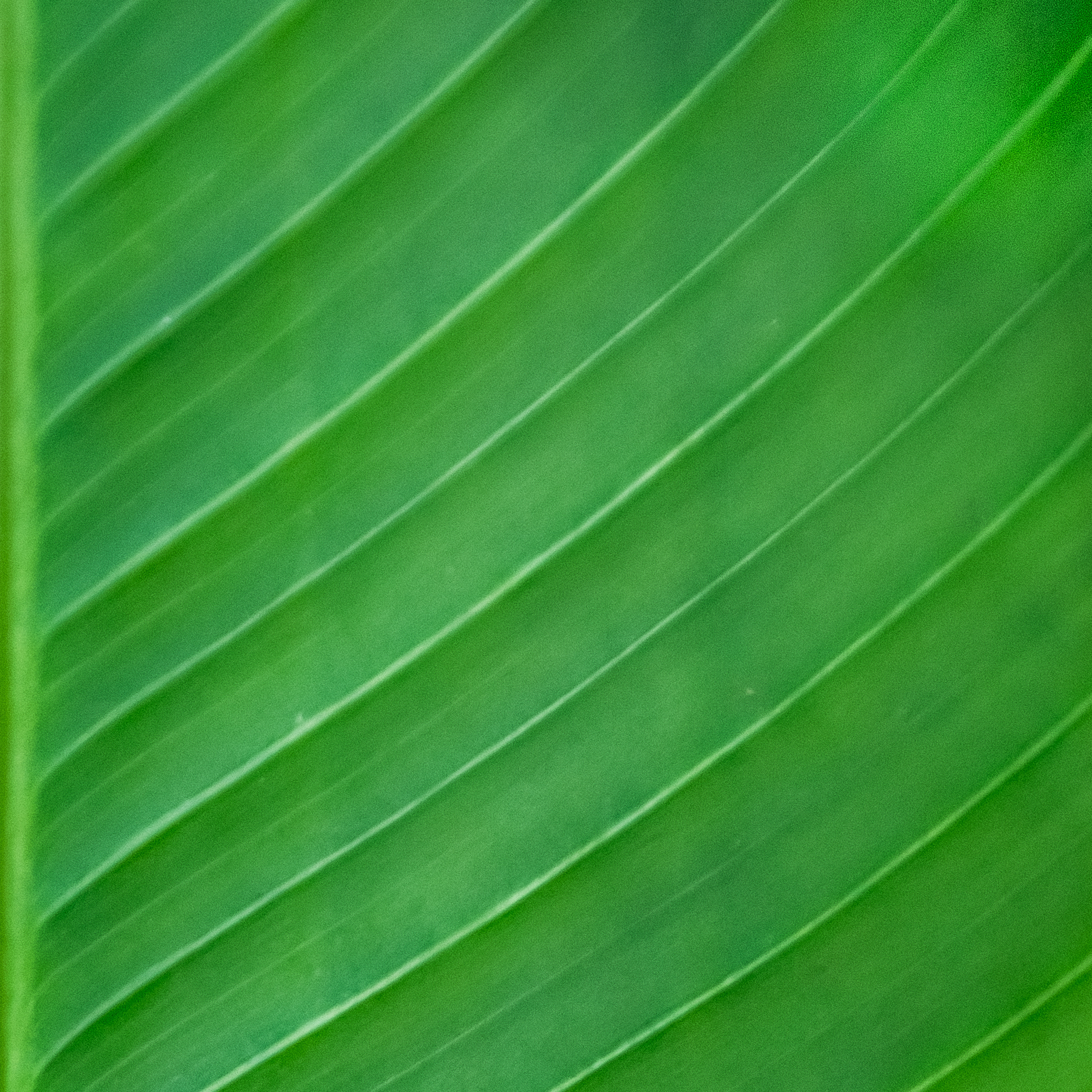 Sigma 18-250mm F3.5-6.3 DC Macro OS HSM sample photo. Positive lines in plantain leaf photography