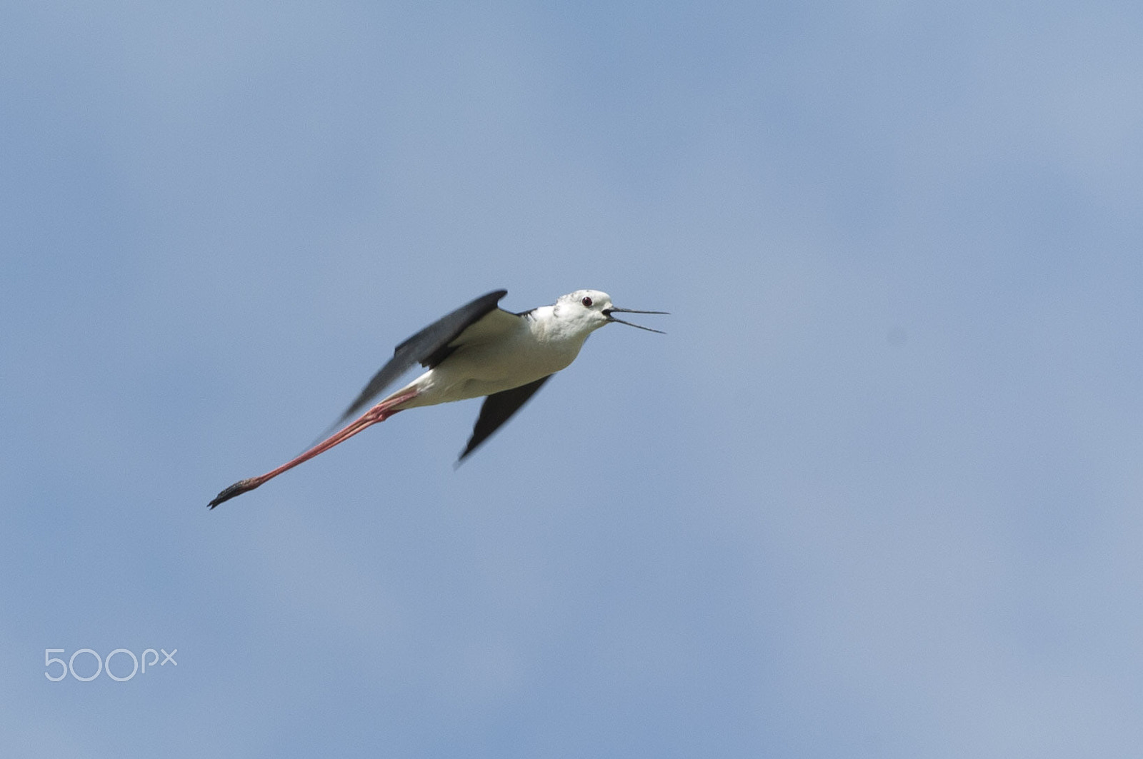 Nikon D2H + Nikon AF-S Nikkor 300mm F4D ED-IF sample photo. Echasse blanche photography