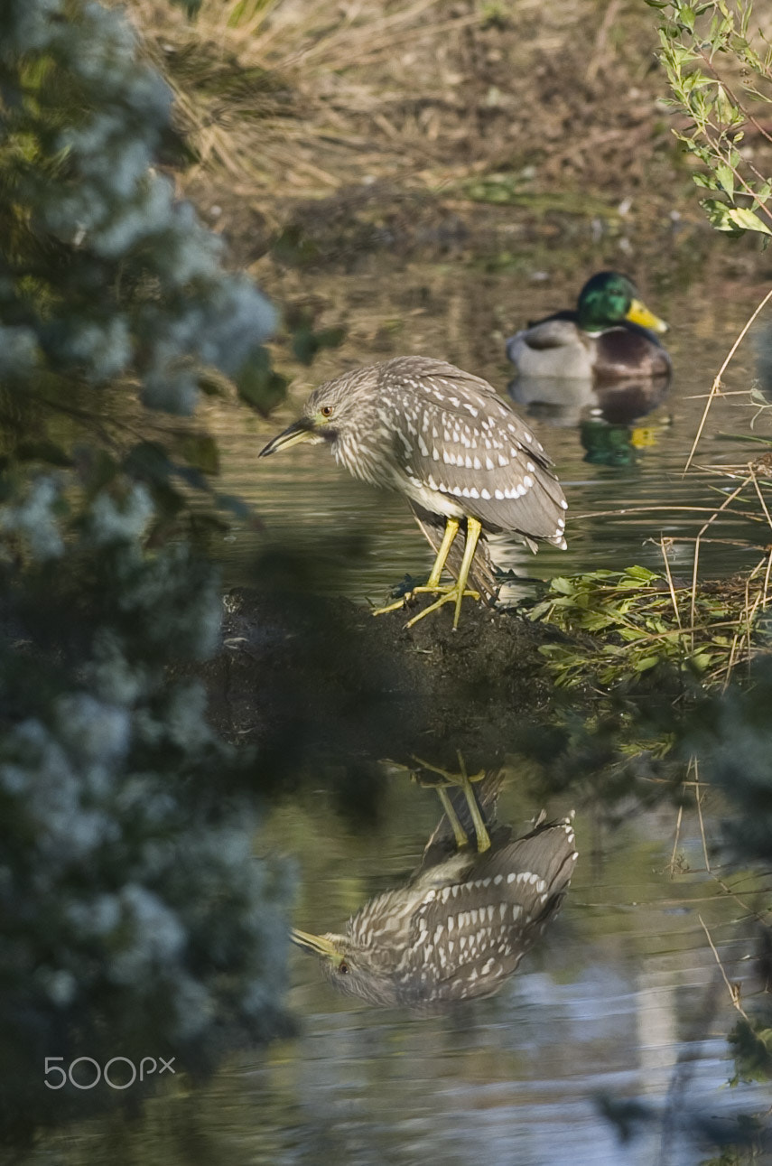 Nikon D2H + Nikon AF-S Nikkor 300mm F4D ED-IF sample photo. Bihoreau gris photography