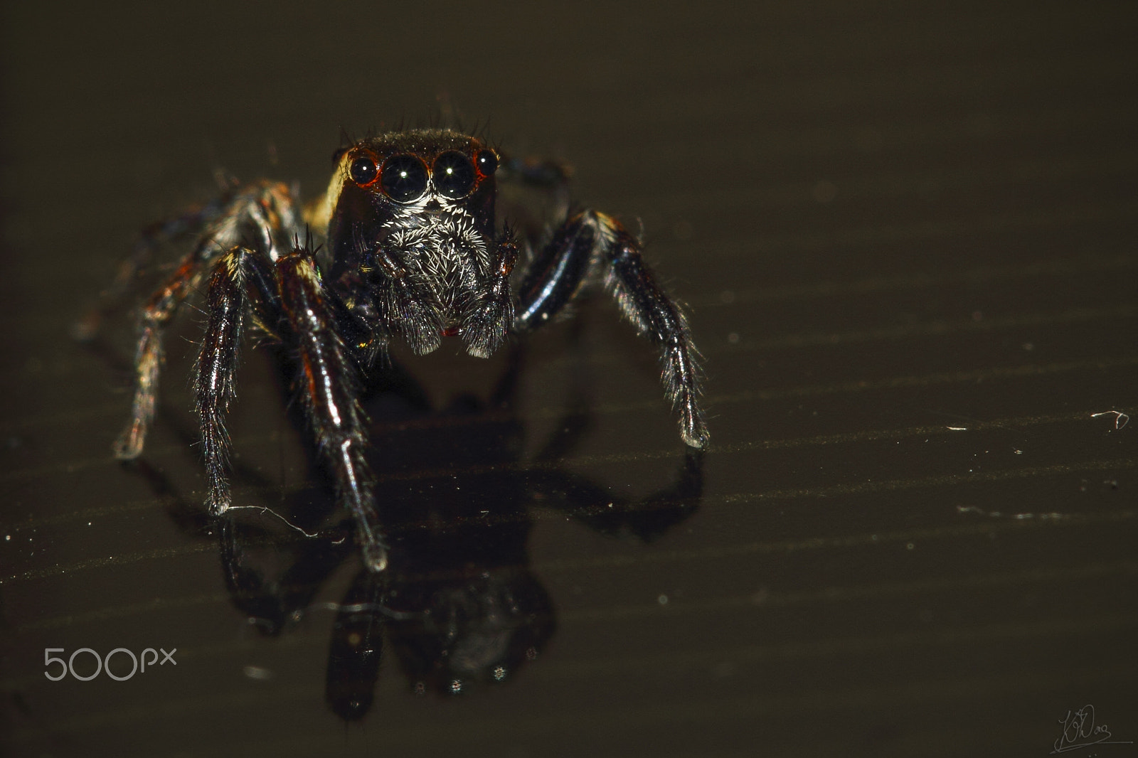 Canon EF 100mm F2.8 Macro USM sample photo. Cute predator photography
