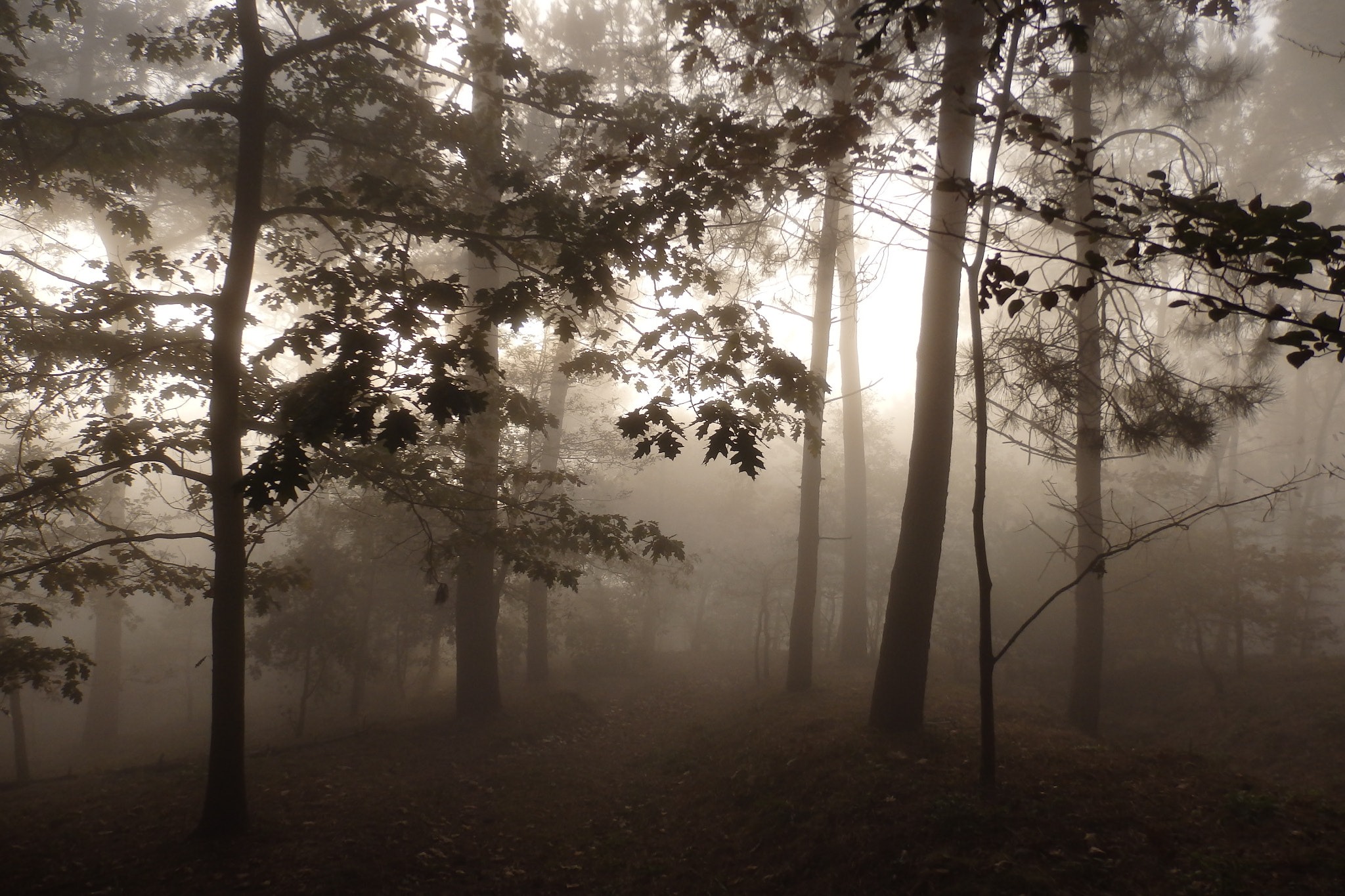 Olympus SZ-17 sample photo. Niebla en el bosque photography