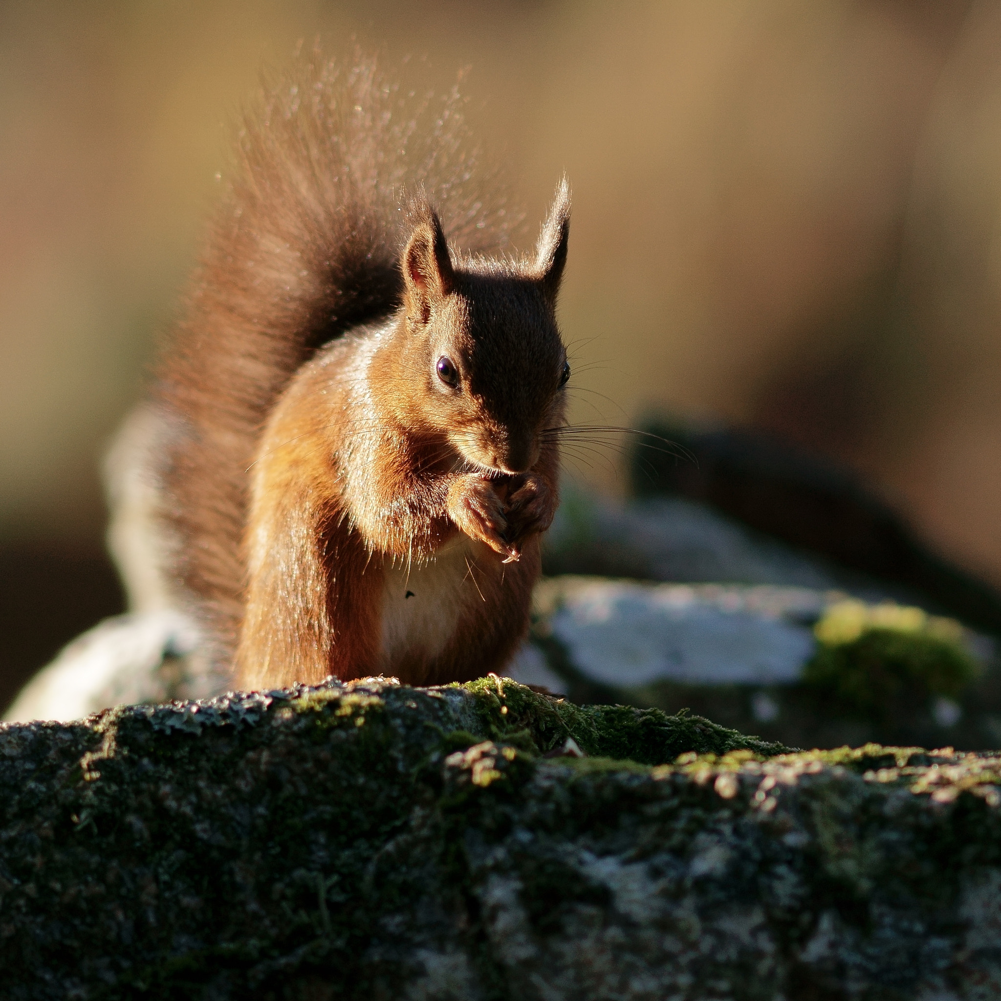 Sony Sonnar T* 135mm F1.8 ZA sample photo. Morning sun photography