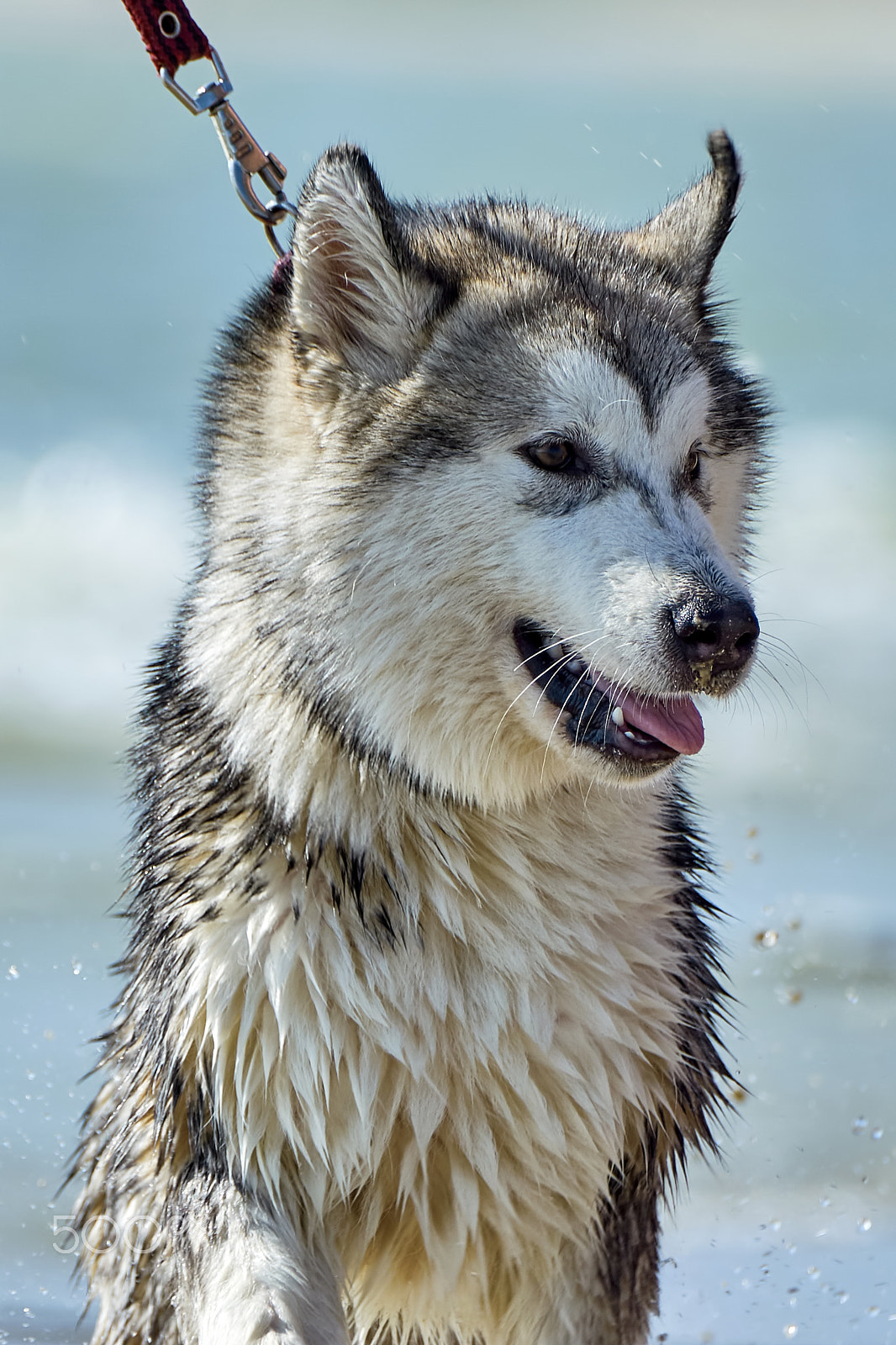 Sony 70-400mm F4-5.6 G SSM II sample photo. Alaskan malamute portrait photography