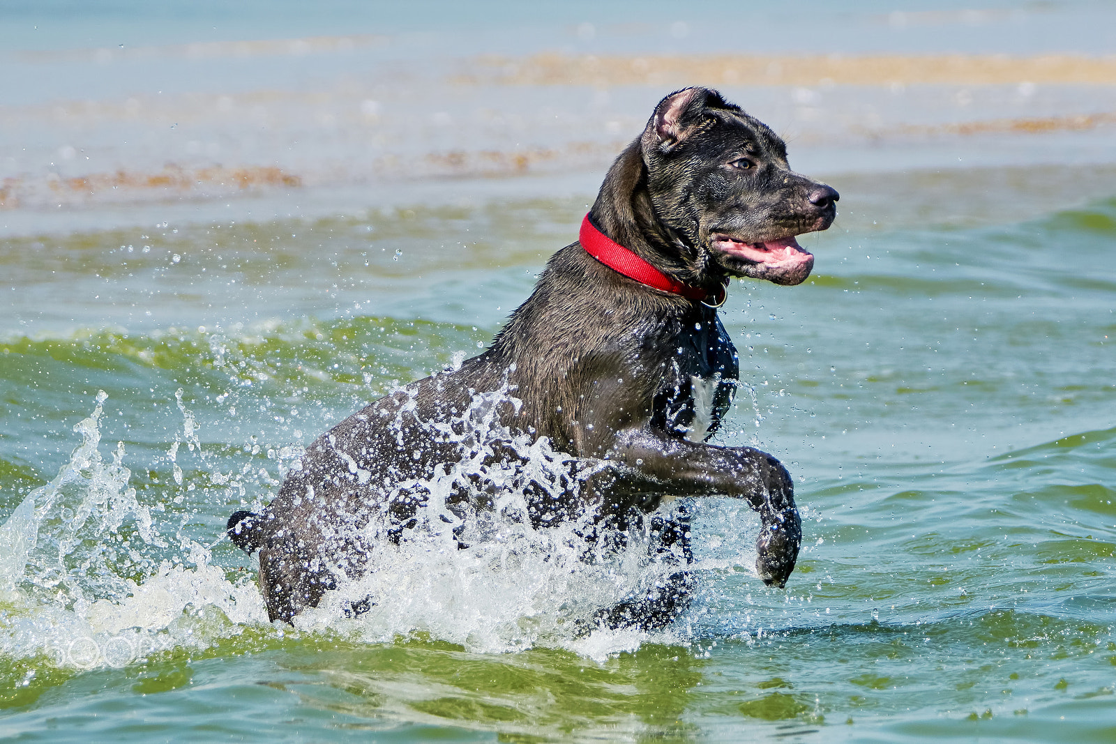 Sony 70-400mm F4-5.6 G SSM II sample photo. Italian cane-corso photography