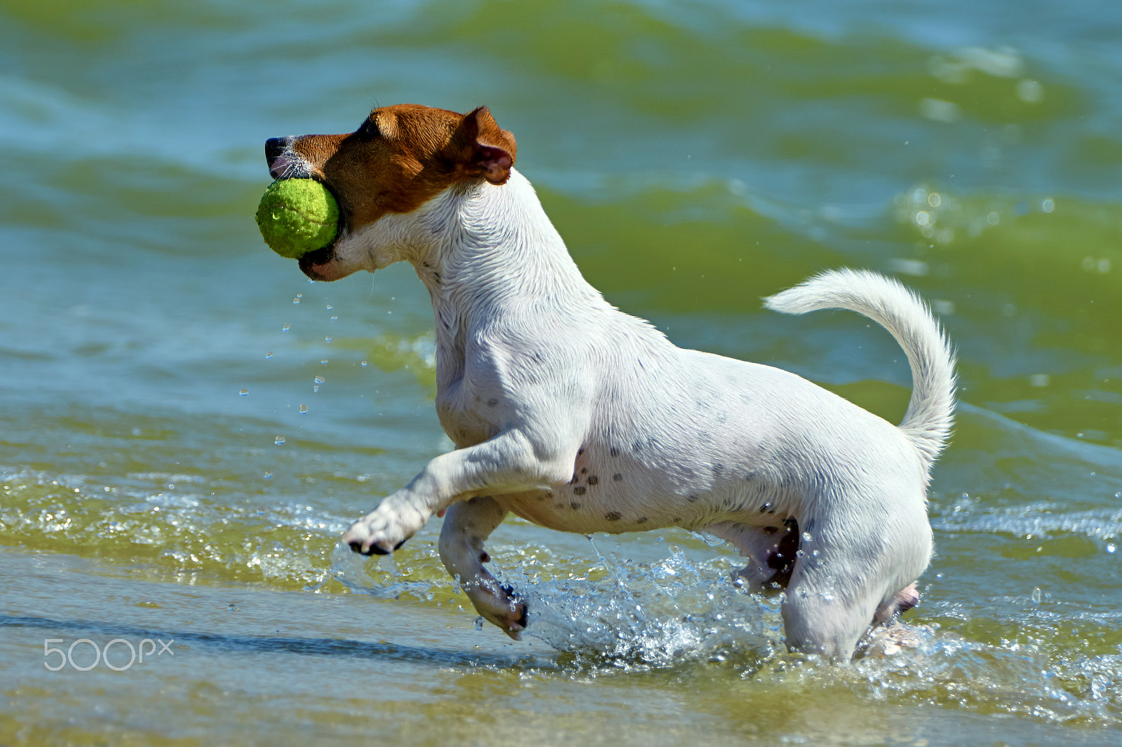 Sony ILCA-77M2 sample photo. Jack russell carries the ball photography