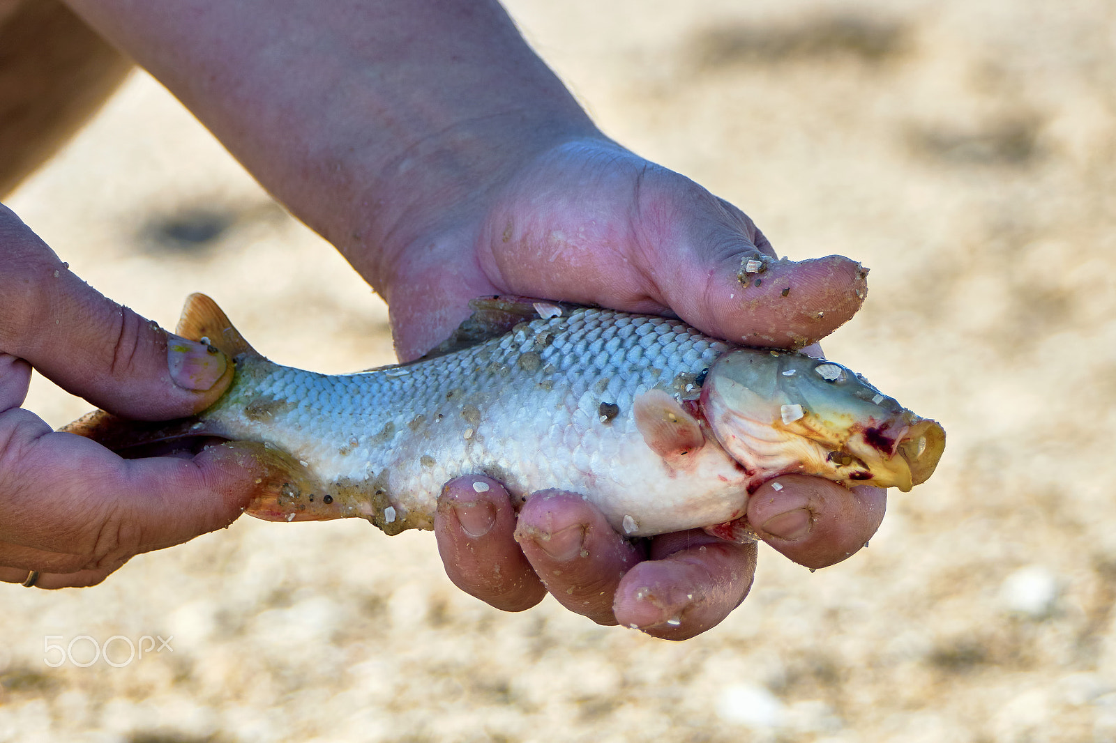 Sony 70-400mm F4-5.6 G SSM II sample photo. Just caught a small fish photography