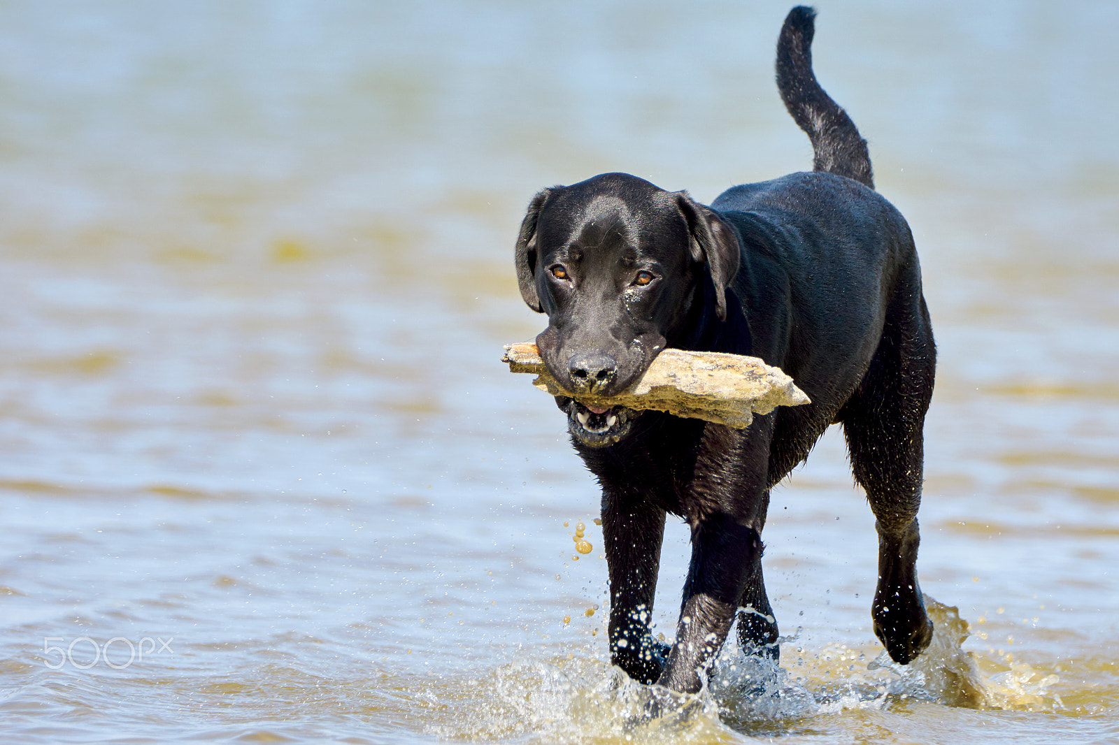 Sony 70-400mm F4-5.6 G SSM II sample photo. Black labrador carries a stick photography