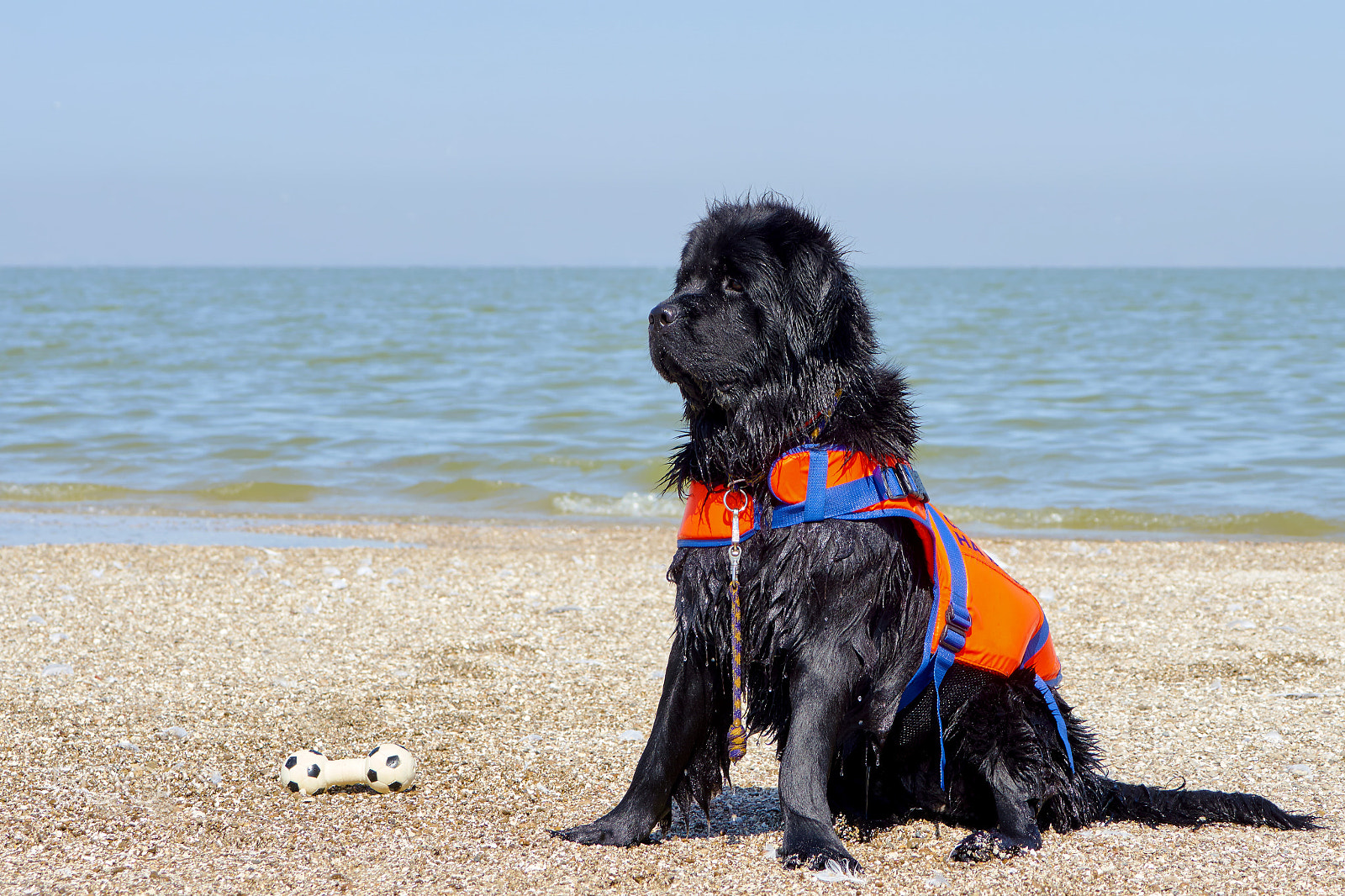 Sony 70-400mm F4-5.6 G SSM II sample photo. Portrait of a black newfoundland dog photography