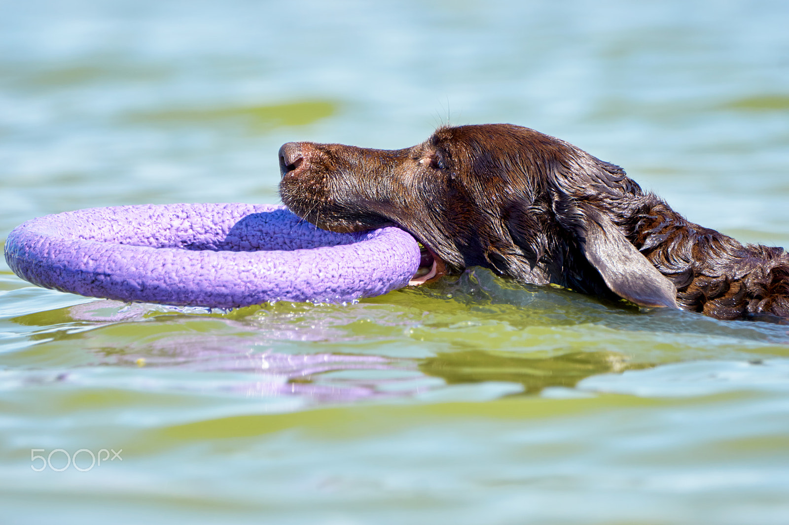 Sony 70-400mm F4-5.6 G SSM II sample photo. Brown labrador swimming in the sea photography