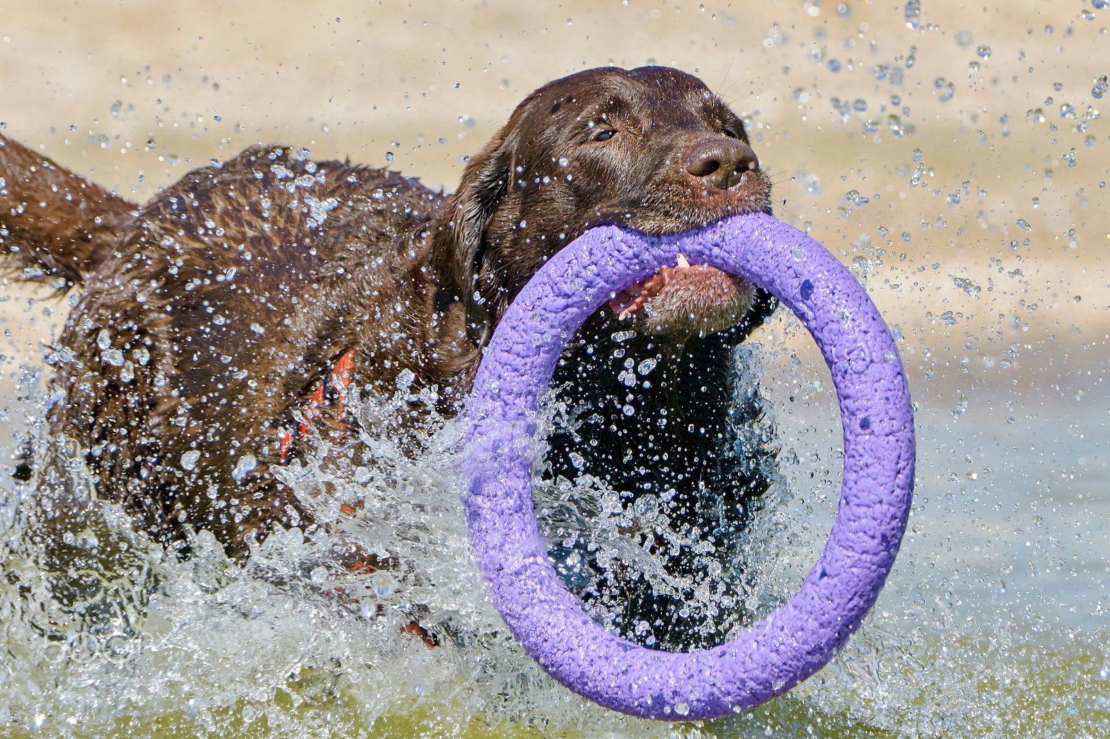 Sony ILCA-77M2 + Sony 70-400mm F4-5.6 G SSM II sample photo. Brown labrador running along the coast photography