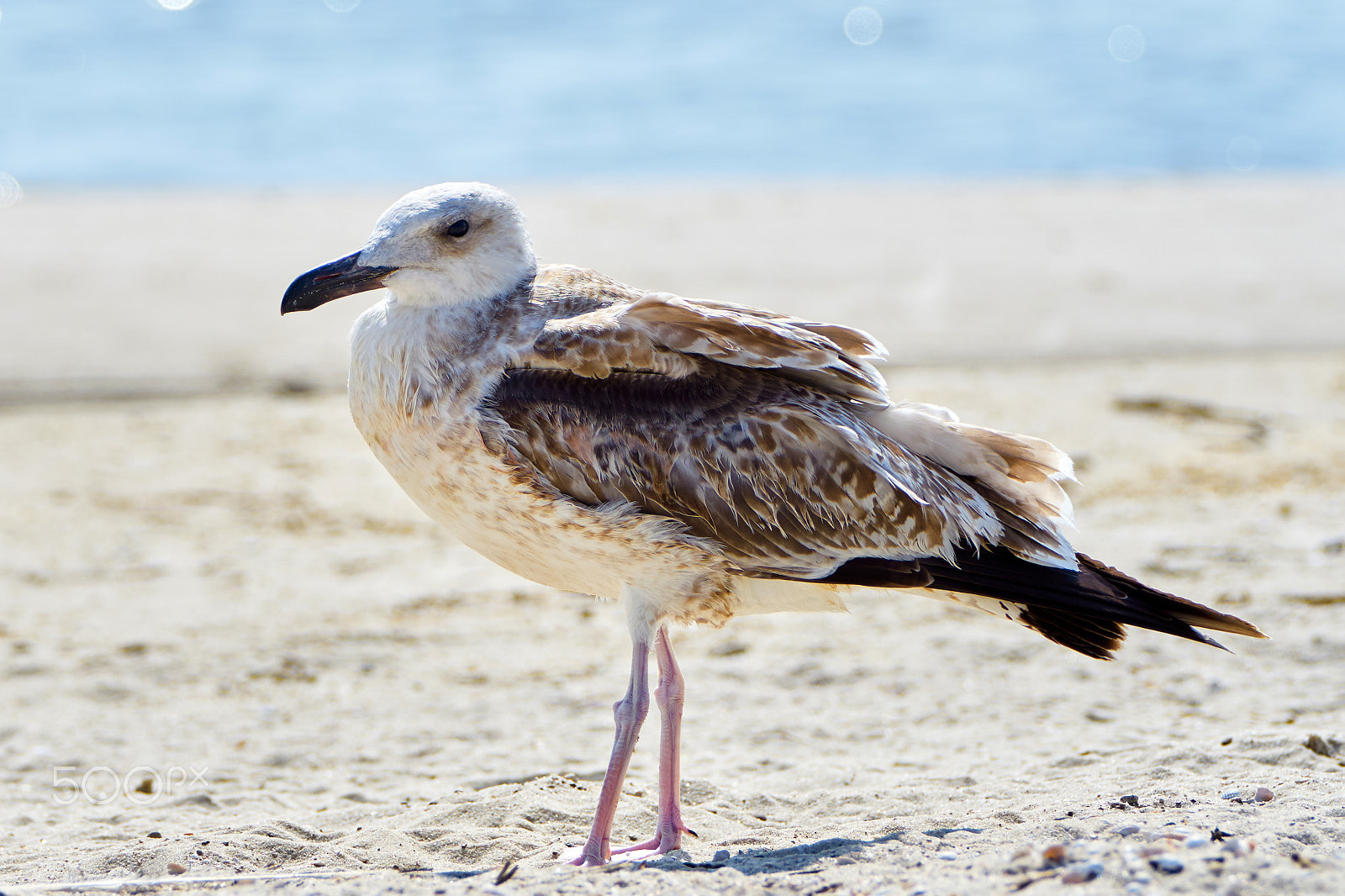 Sony 70-400mm F4-5.6 G SSM II sample photo. Pretty common gull photography