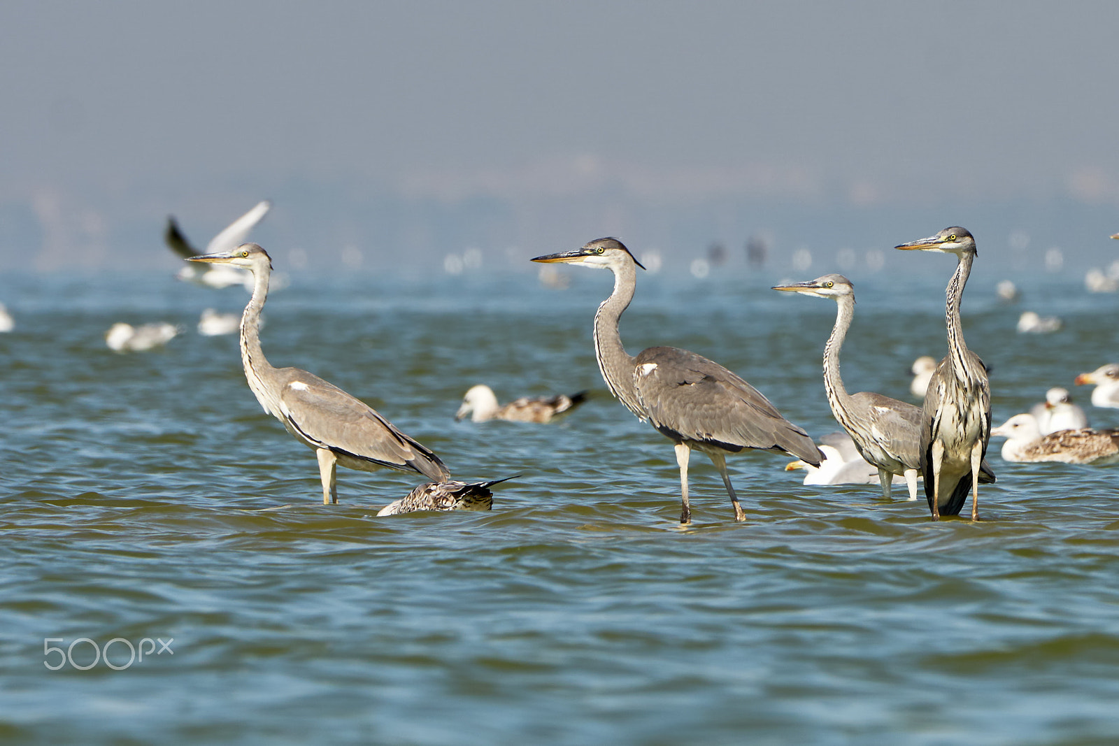 Sony 70-400mm F4-5.6 G SSM II sample photo. Heron standing on a sand spit photography