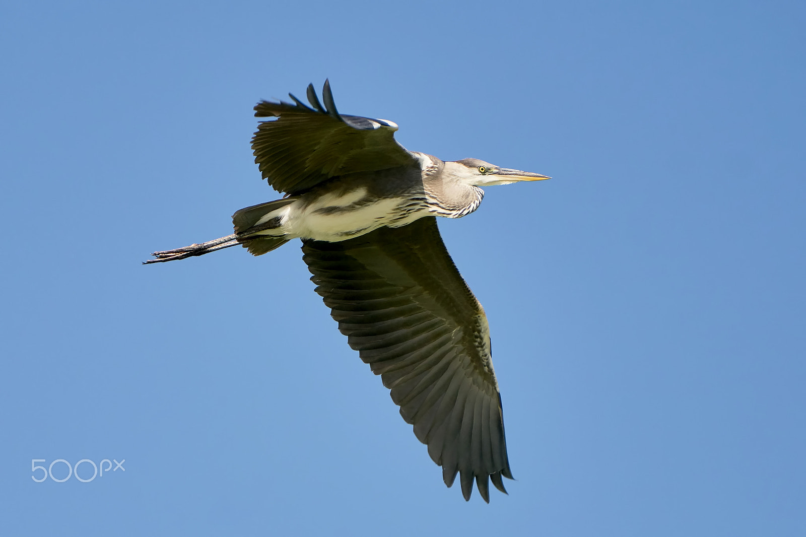 Sony 70-400mm F4-5.6 G SSM II sample photo. Heron in flight photography