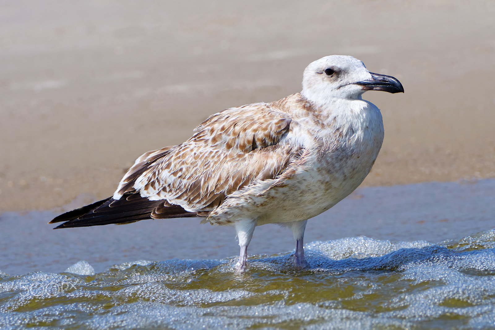 Sony ILCA-77M2 sample photo. Pretty common gull photography