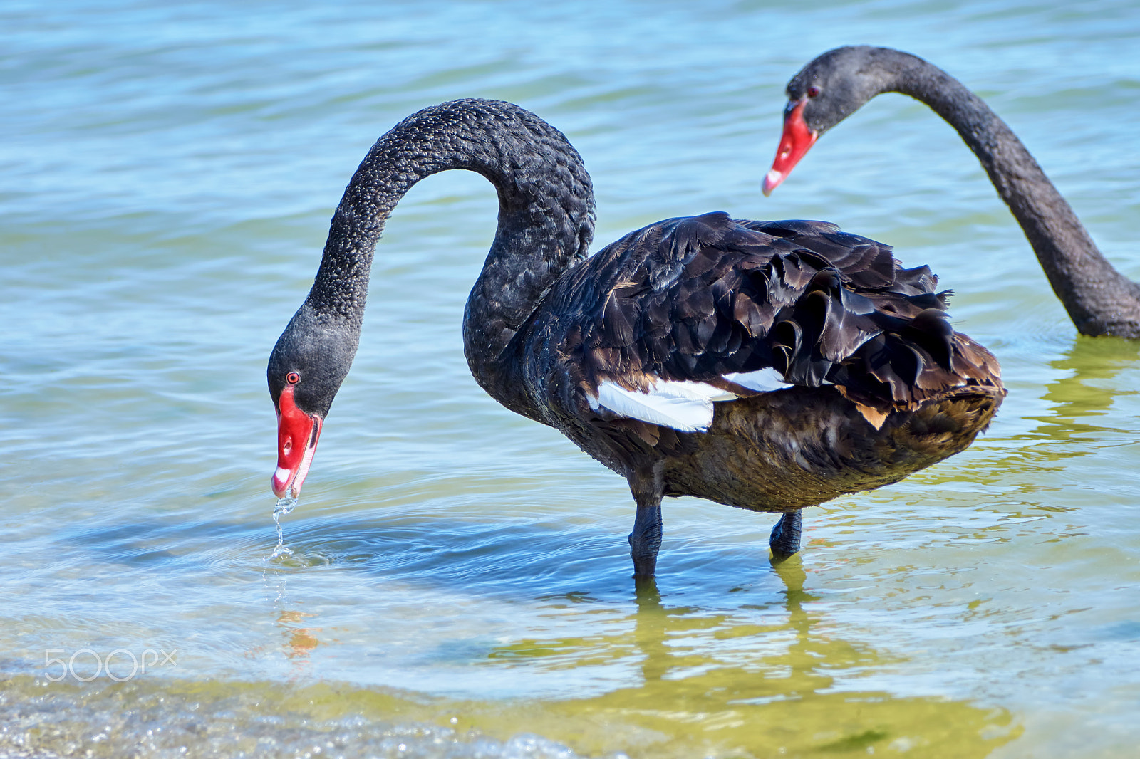 Sony ILCA-77M2 sample photo. Black swan drinking water photography