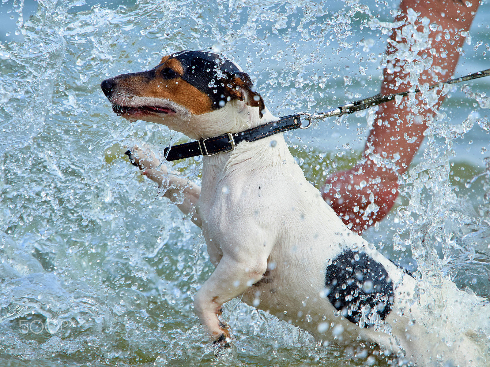 Olympus OM-D E-M5 II + Olympus M.Zuiko Digital ED 40-150mm F2.8 Pro sample photo. Jack russell on the coast photography