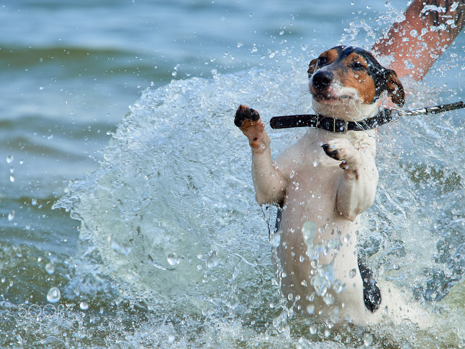 Olympus OM-D E-M5 II + Olympus M.Zuiko Digital ED 40-150mm F2.8 Pro sample photo. Jack russell on the coast photography