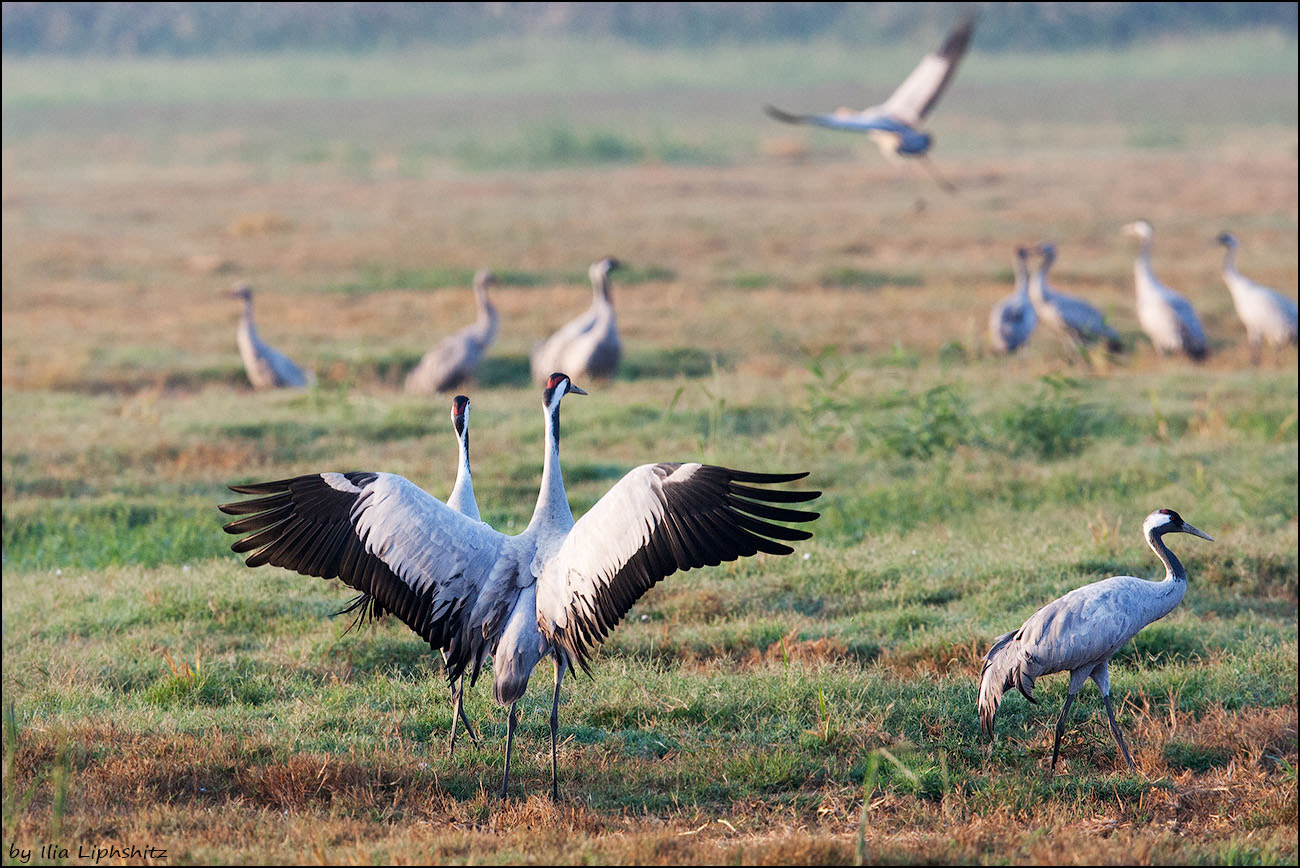 Canon EOS-1D Mark III sample photo. Morning cranes №15 photography