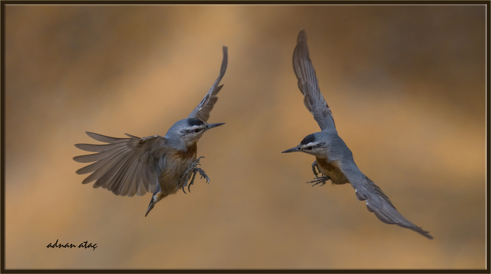 Sigma 150-600mm F5-6.3 DG OS HSM | S sample photo. Anadolu sıvacısı - krüper`s nuthatch - sitta krueperi photography