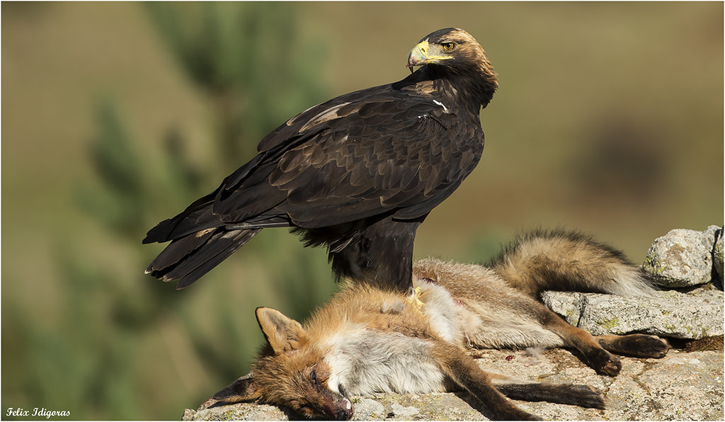Canon EOS-1D X + Canon EF 500mm F4L IS USM sample photo. Aguila imperial photography