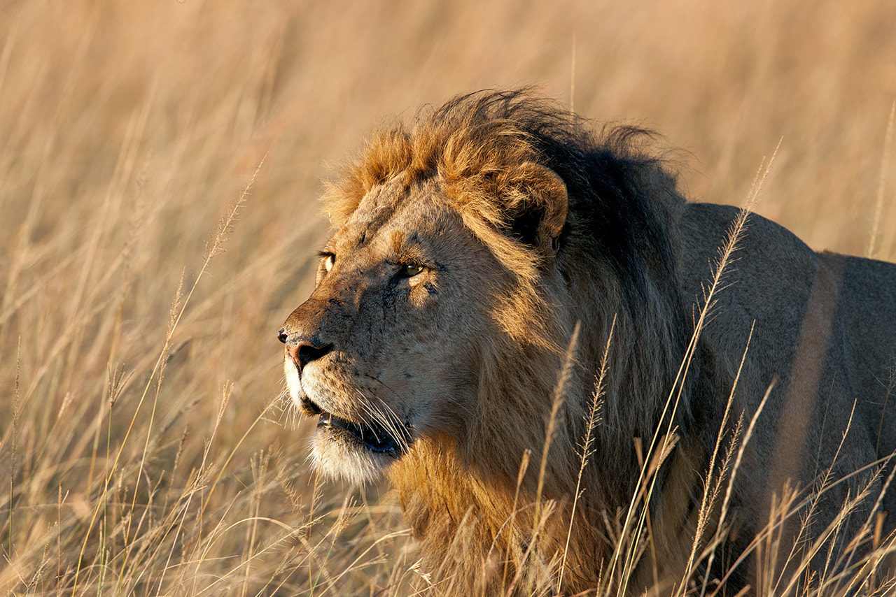 Canon EOS-1Ds Mark III + Canon EF 600mm f/4L IS sample photo. Lion's portrait  photography