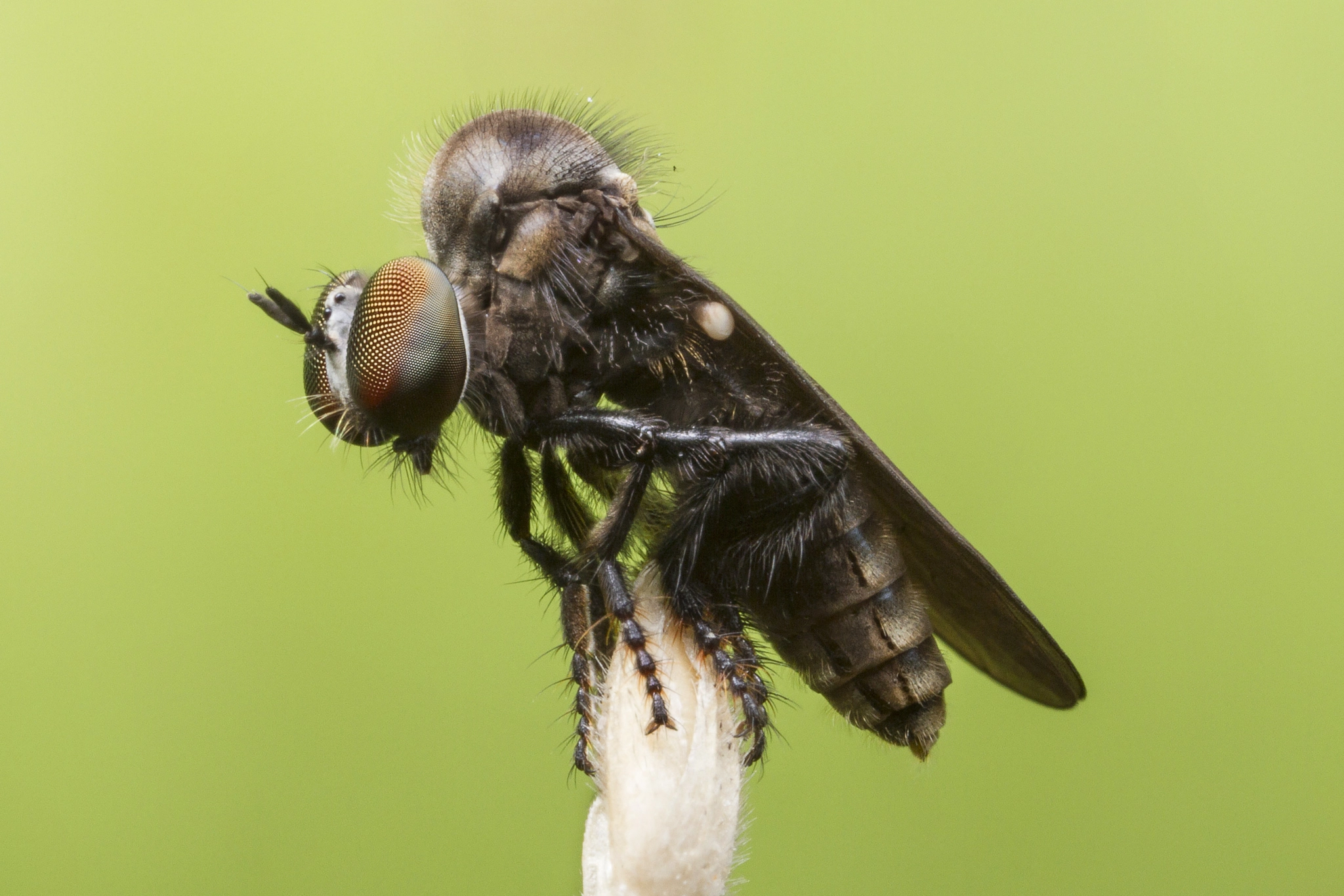 Canon EOS 7D + Canon MP-E 65mm F2.5 1-5x Macro Photo sample photo. Robberfly photography