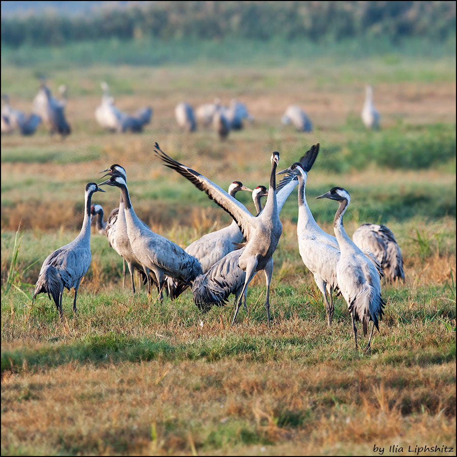 Canon EF 300mm F2.8L IS USM sample photo. Morning cranes №16 photography