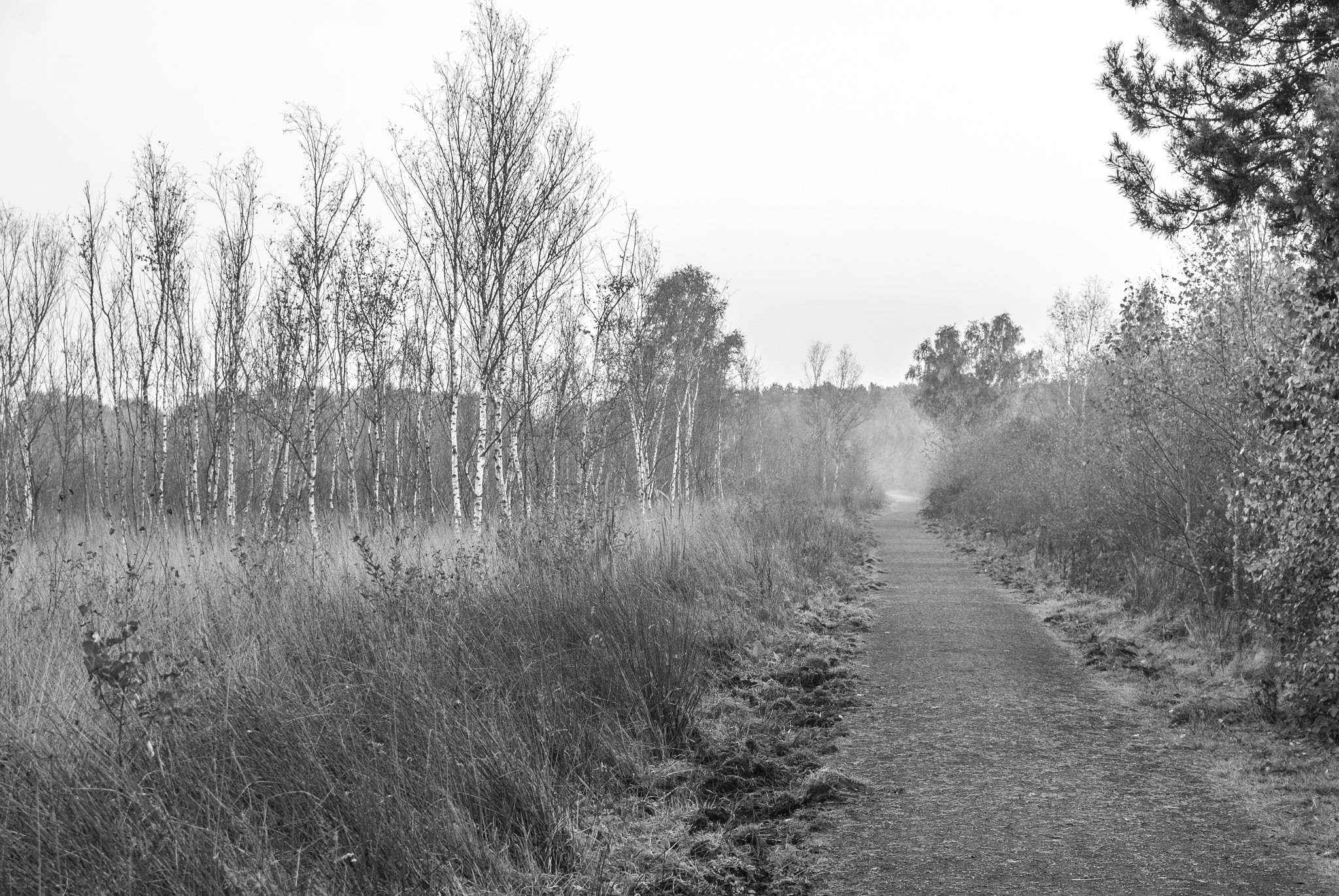 Nikon D200 + Sigma 18-50mm F2.8 EX DC sample photo. Path into the fog photography