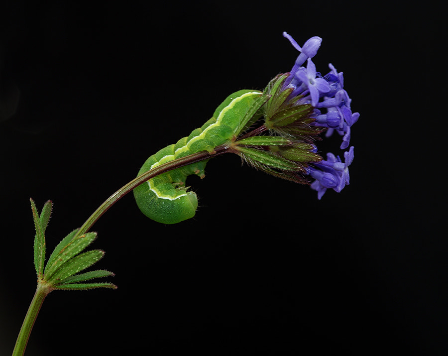 Pentax K20D + smc PENTAX-FA Macro 100mm F2.8 sample photo. Caterpillar photography