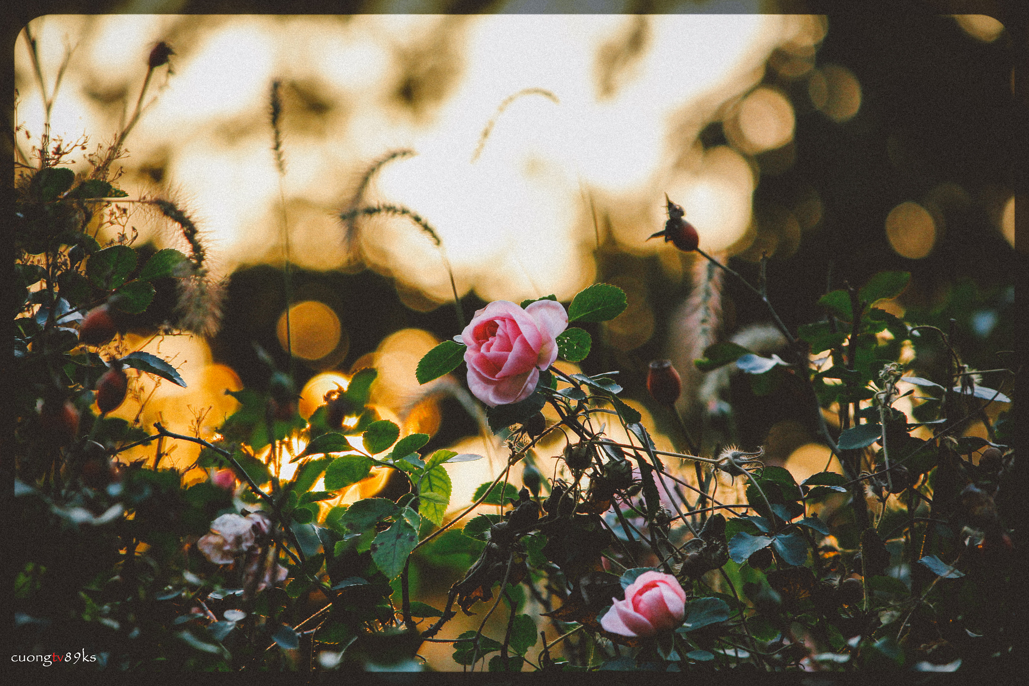 Canon EOS 600D (Rebel EOS T3i / EOS Kiss X5) sample photo. Lovely moment photography