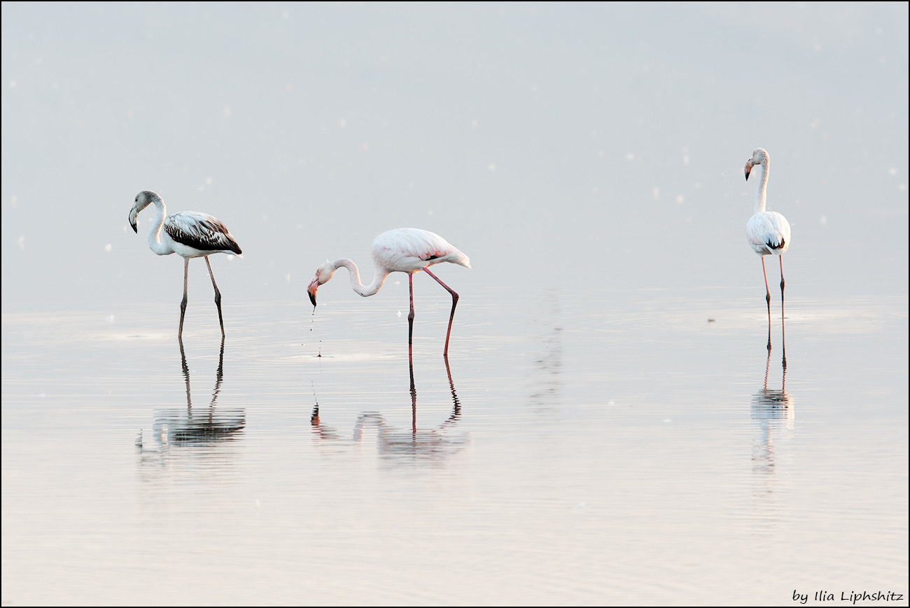 Canon EOS-1D Mark III + Canon EF 300mm F2.8L IS USM sample photo. Morning flamingos №2 photography