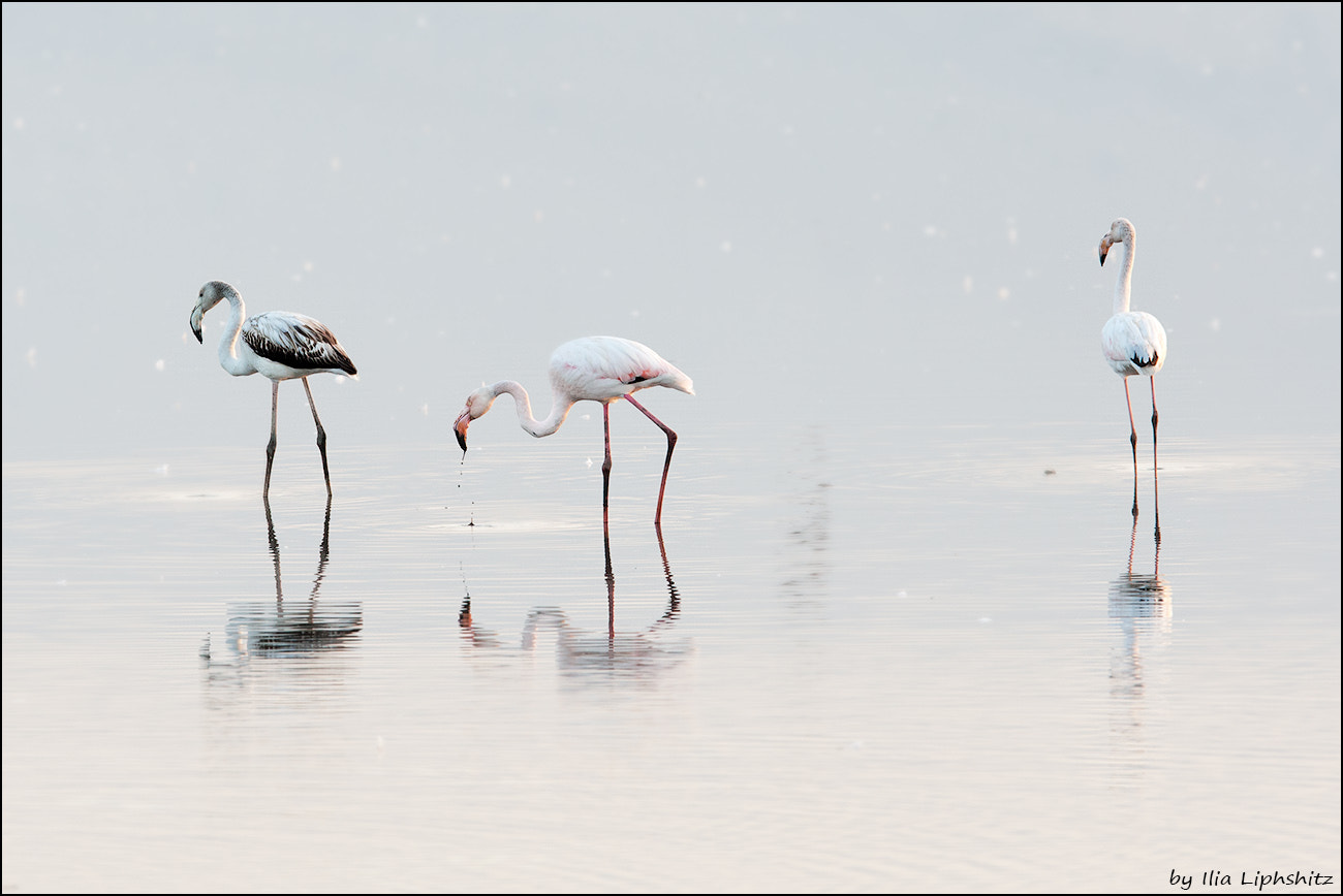 Canon EF 300mm F2.8L IS USM sample photo. Morning flamingos №2 photography
