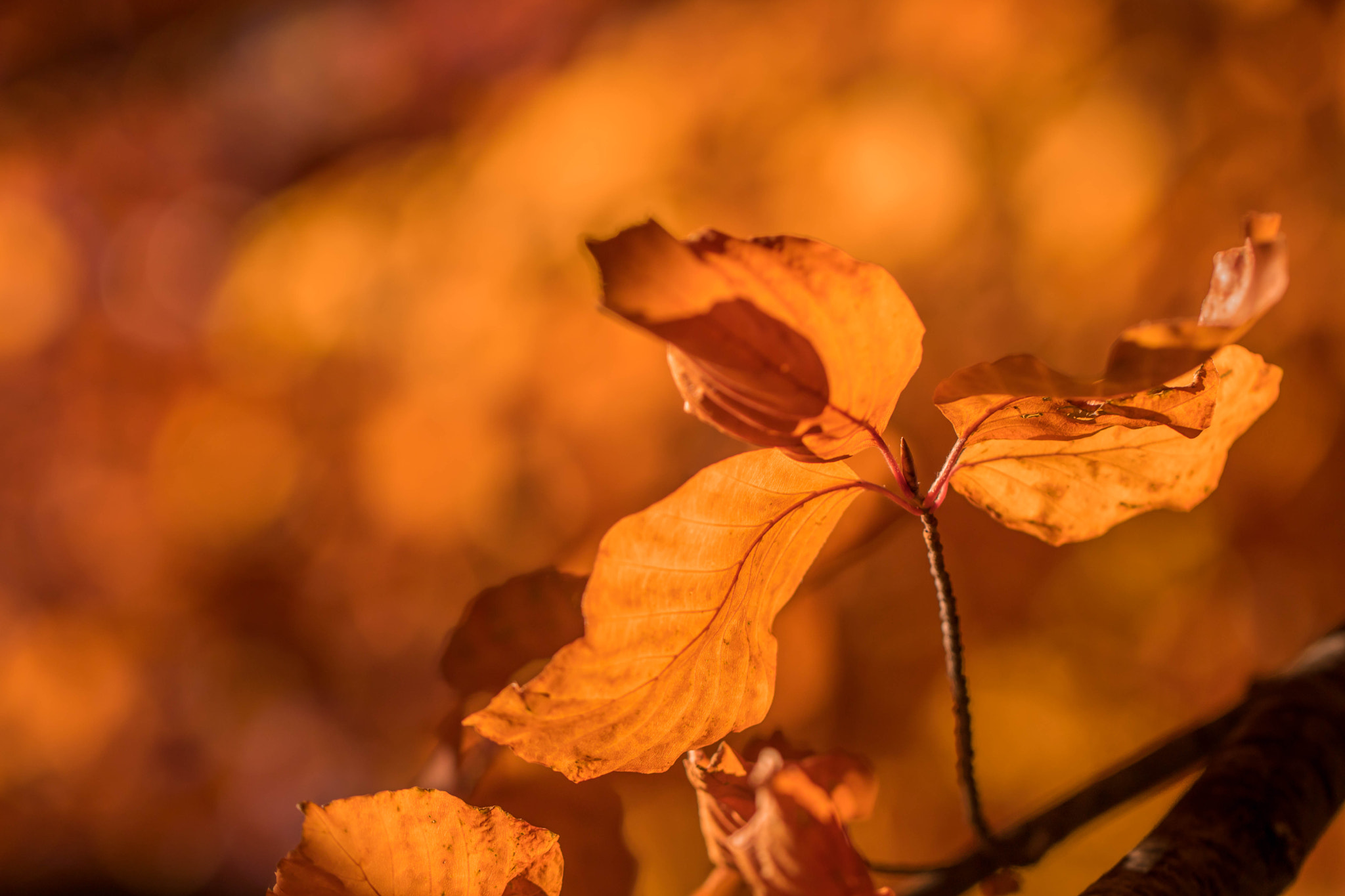 Canon EOS 760D (EOS Rebel T6s / EOS 8000D) sample photo. Golden autumn sun photography