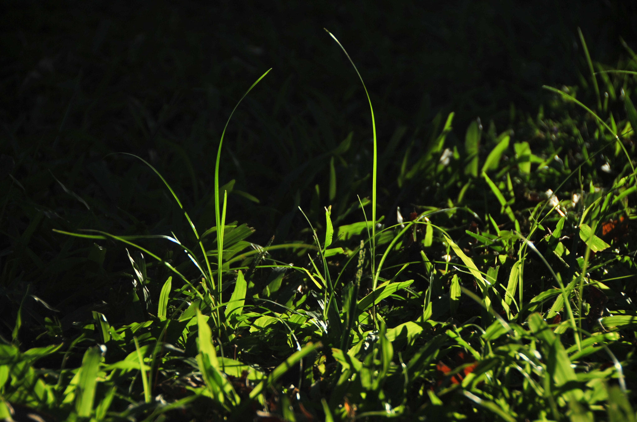 Nikon D3S sample photo. .. photography