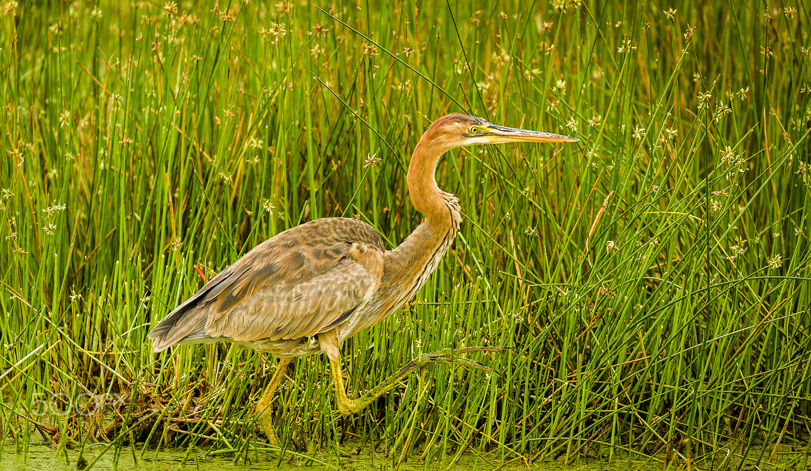 Canon EF 200-400mm F4L IS USM Extender 1.4x sample photo. 1dx28252.jpg photography