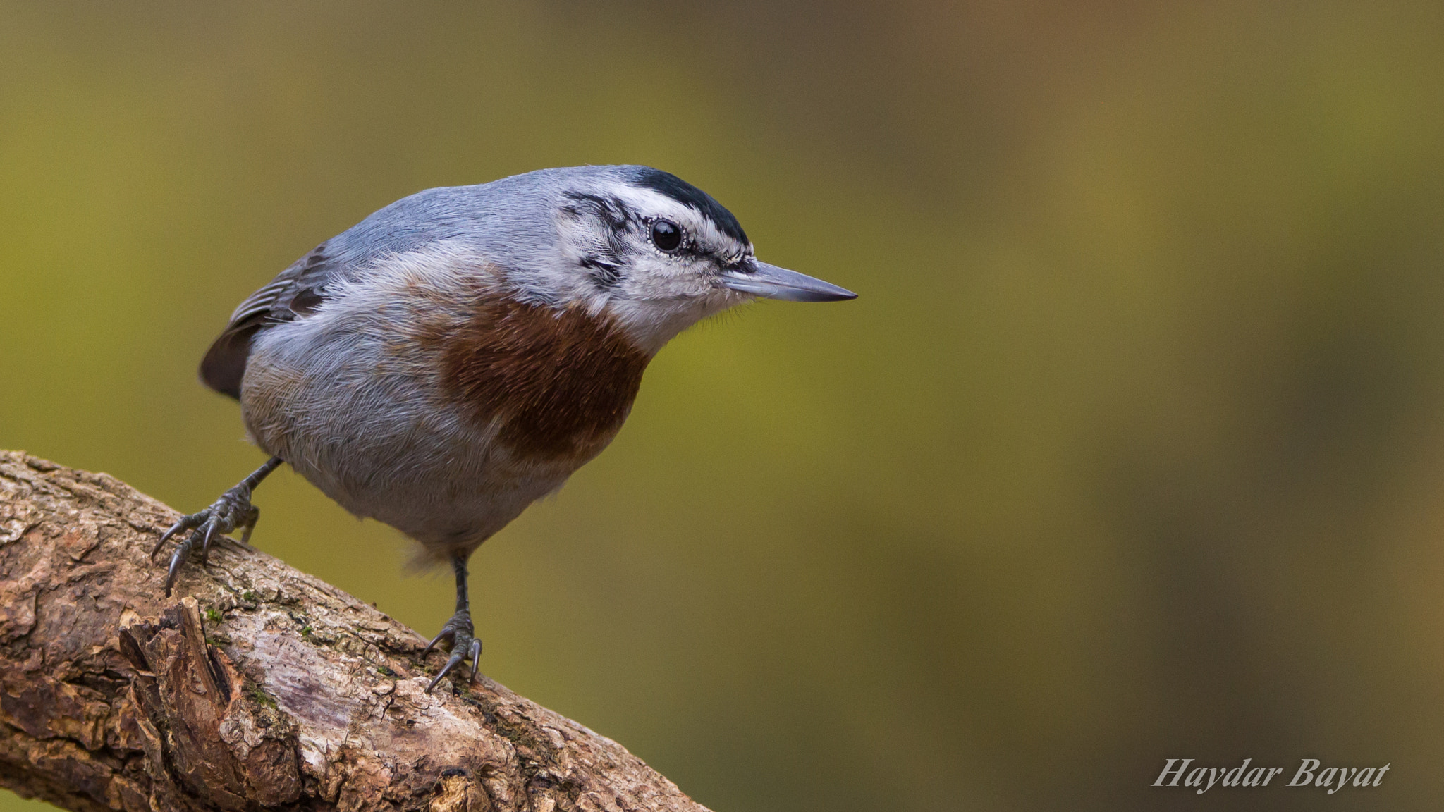 Tamron SP 150-600mm F5-6.3 Di VC USD sample photo. Anadolu sıvacısı photography