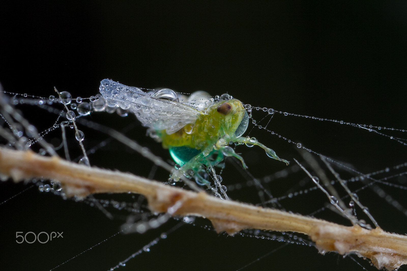 Canon EOS 7D + Canon MP-E 65mm F2.5 1-5x Macro Photo sample photo. 鸡尾酒 photography