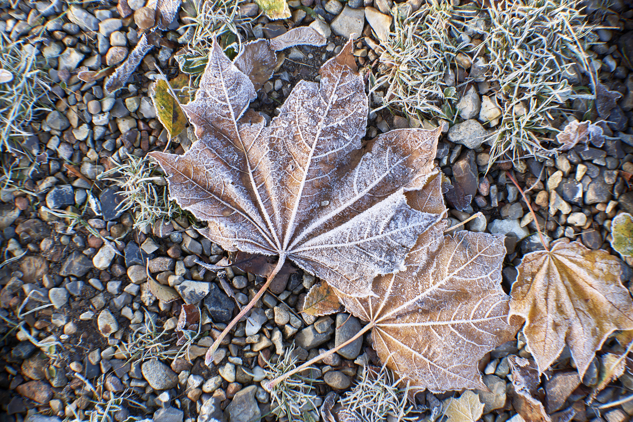 Sony DT 35mm F1.8 SAM sample photo. Dsc photography