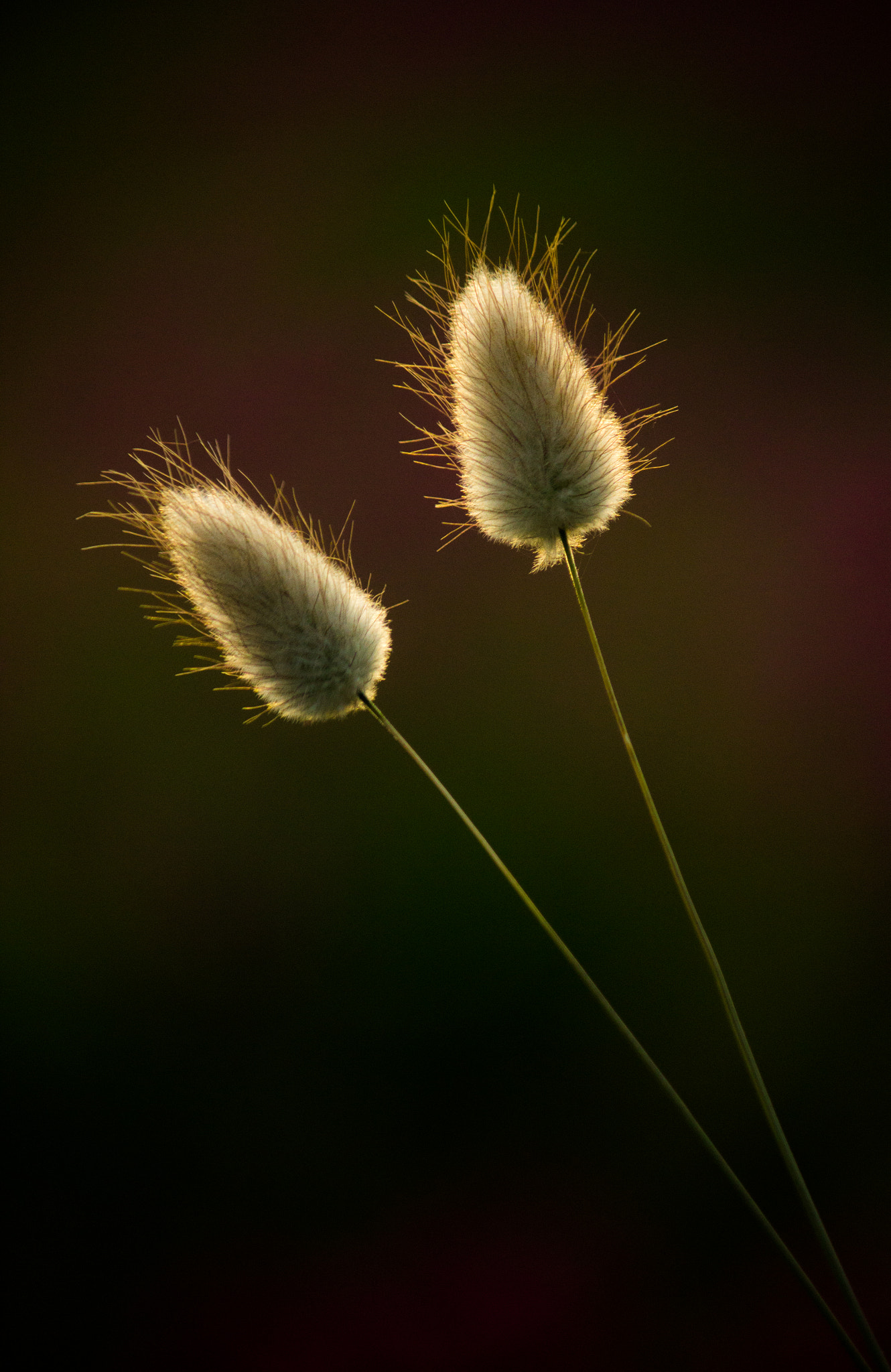 Canon EF-S 55-250mm F4-5.6 IS sample photo. Light on grass photography