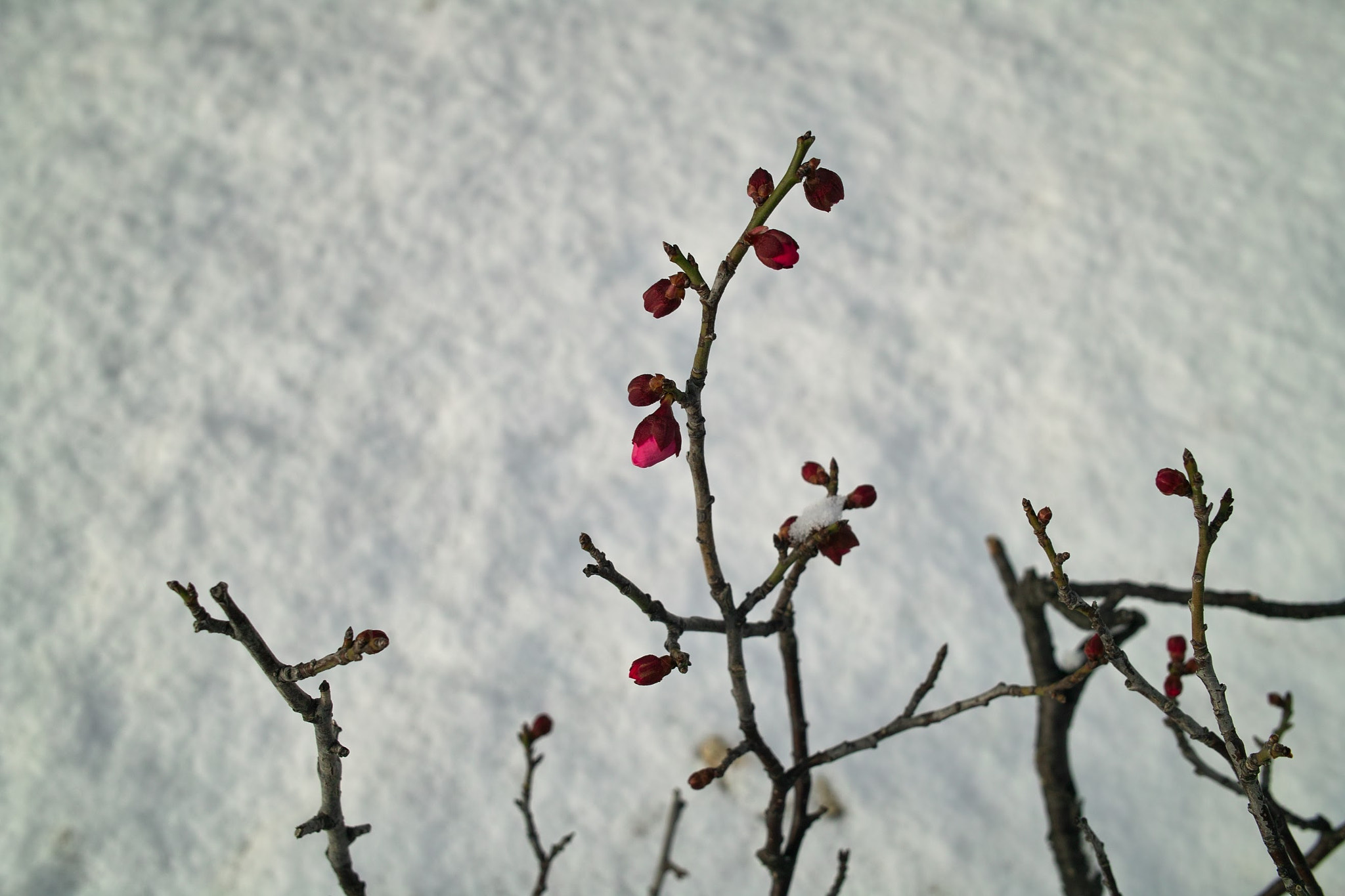 Sigma DP2x sample photo. Snow and plum photography