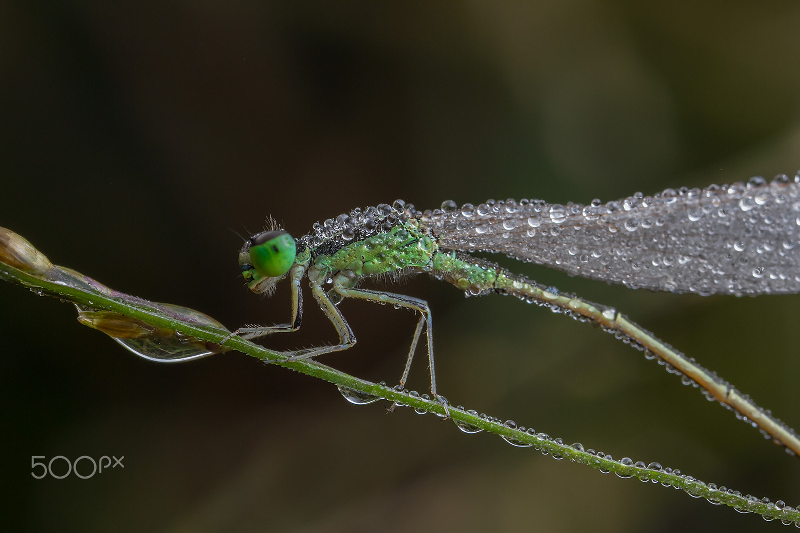 Canon MP-E 65mm F2.5 1-5x Macro Photo sample photo. 褐斑异痣蟌 photography